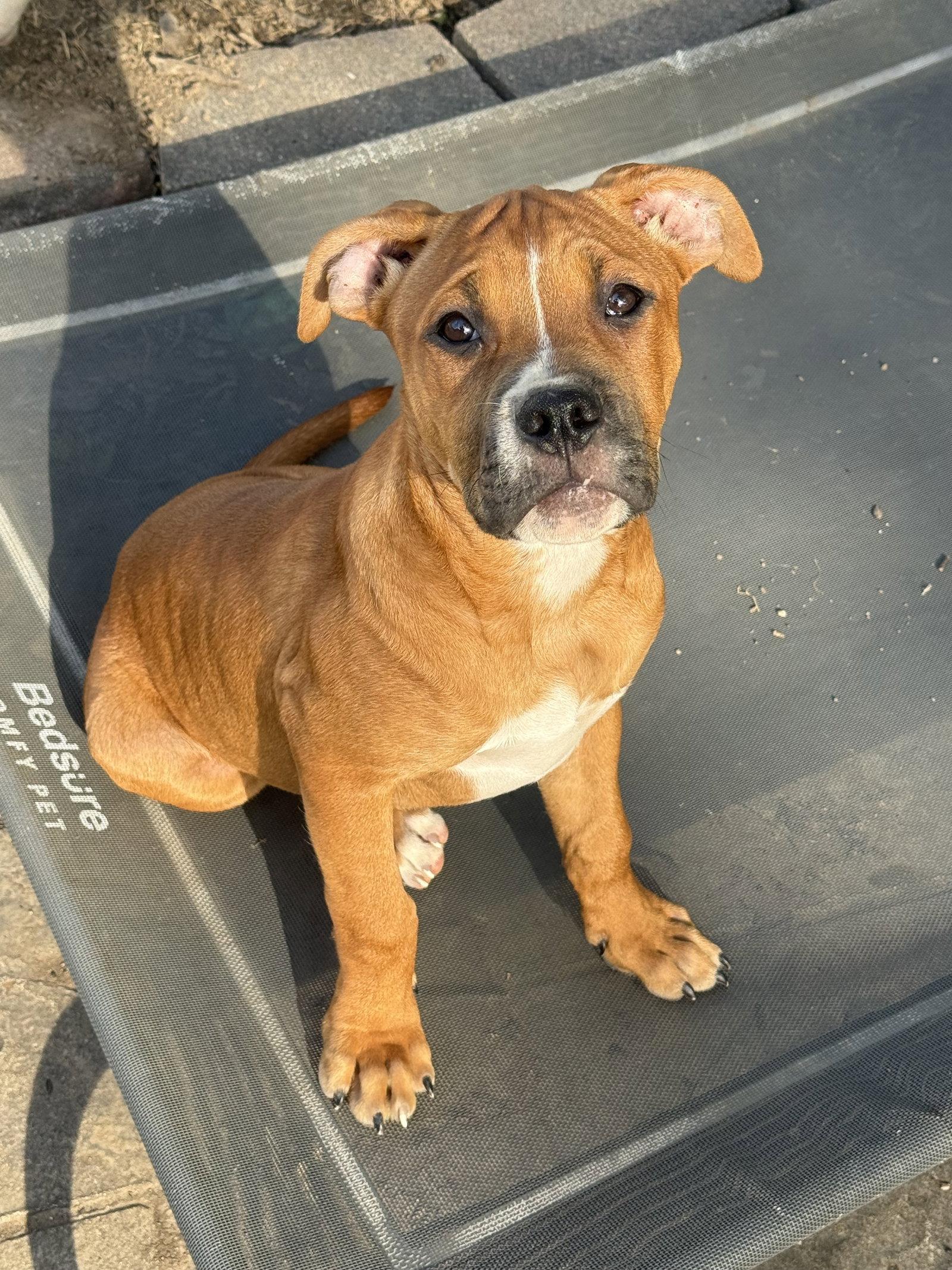 Enlarge Savi, a Adoptable Pit Bull Terrier in Fenton, MO image 2/2