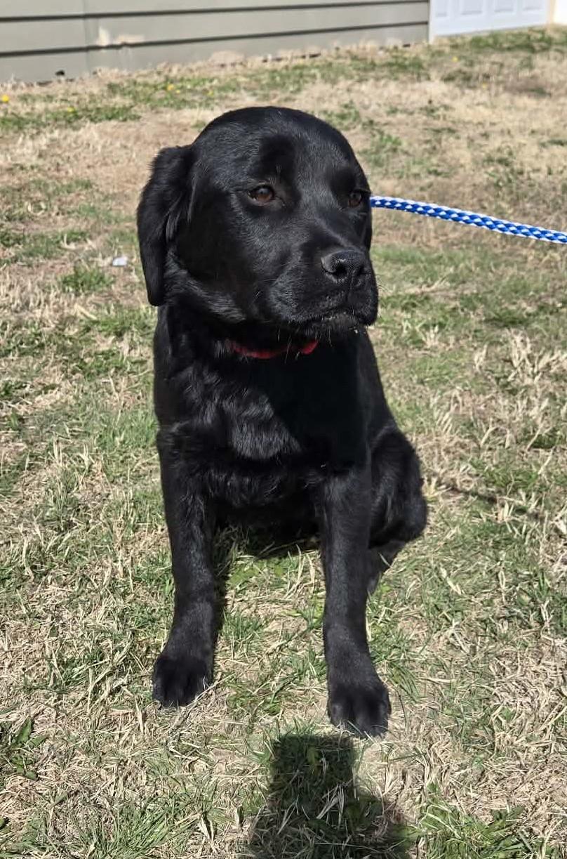 Enlarge Charlotte, an adopted mixed breed in Larned, KS image 3/3