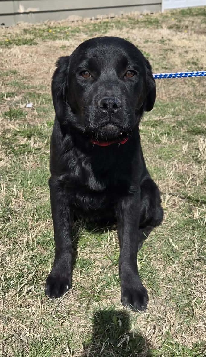 Enlarge Charlotte, an adopted mixed breed in Larned, KS image 2/3
