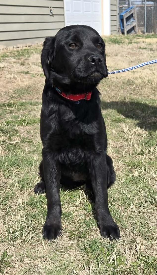 Enlarge Charlotte, an adopted mixed breed in Larned, KS image 1/3