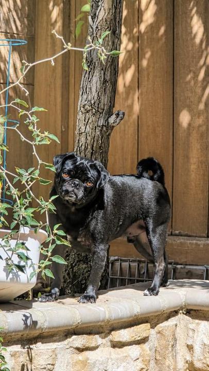 Enlarge Nico (Playful, Affectionate & Treat-Loving), a Adoptable Pug in Long Beach, CA image 3/4