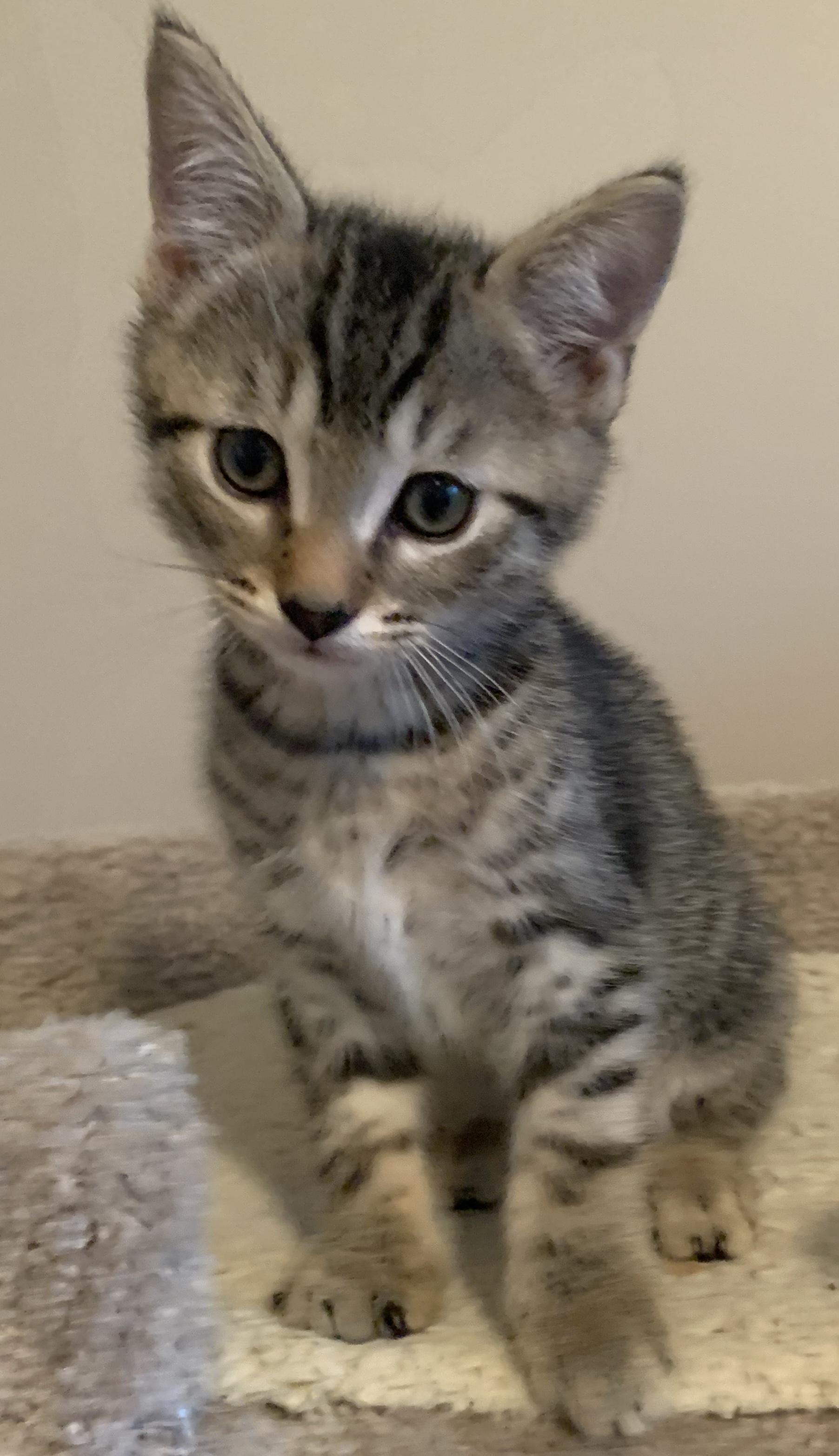 Rocky, ADOPTABLE, Kitten Male Tabby & Domestic Short Hair.