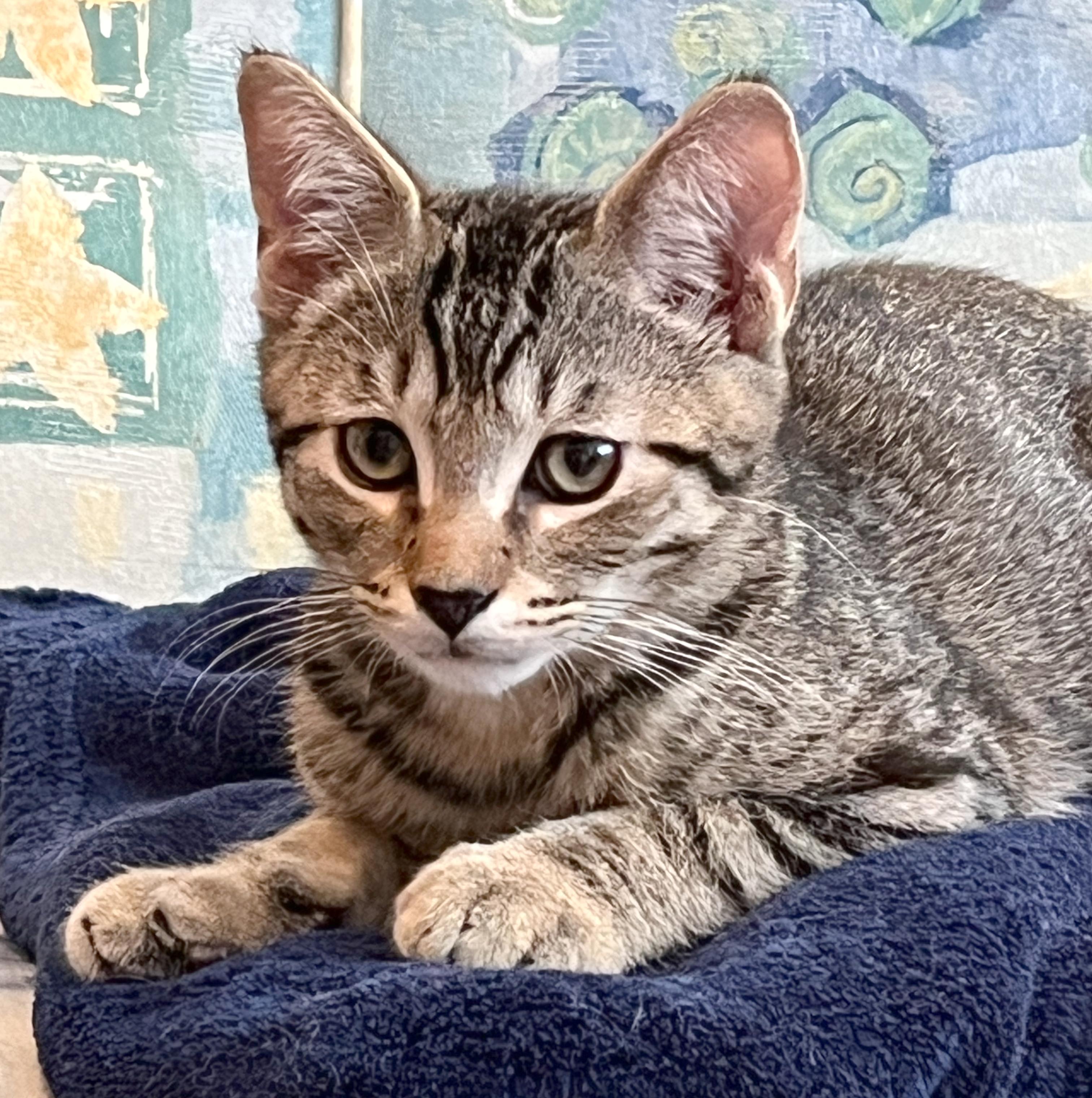 Enlarge Rocky, a ADOPTABLE mixed breed in Hilton Head Island, SC image 3/5