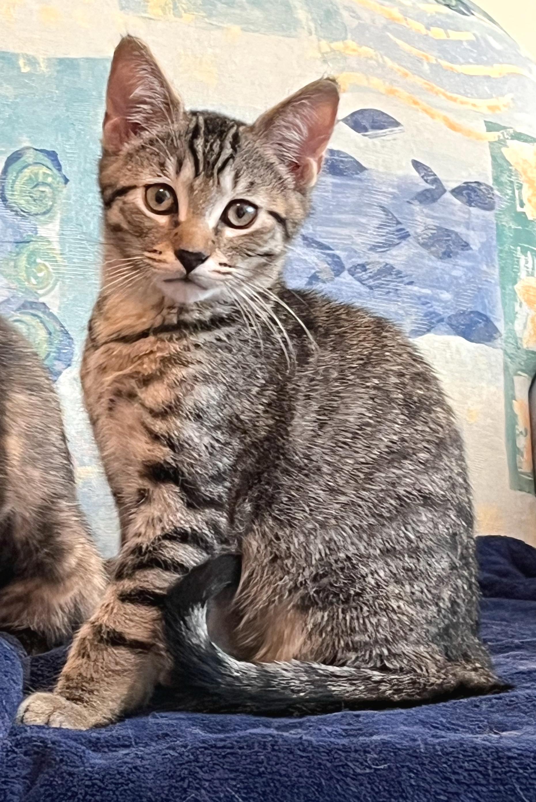 Enlarge Rocky, a ADOPTABLE mixed breed in Hilton Head Island, SC image 2/5