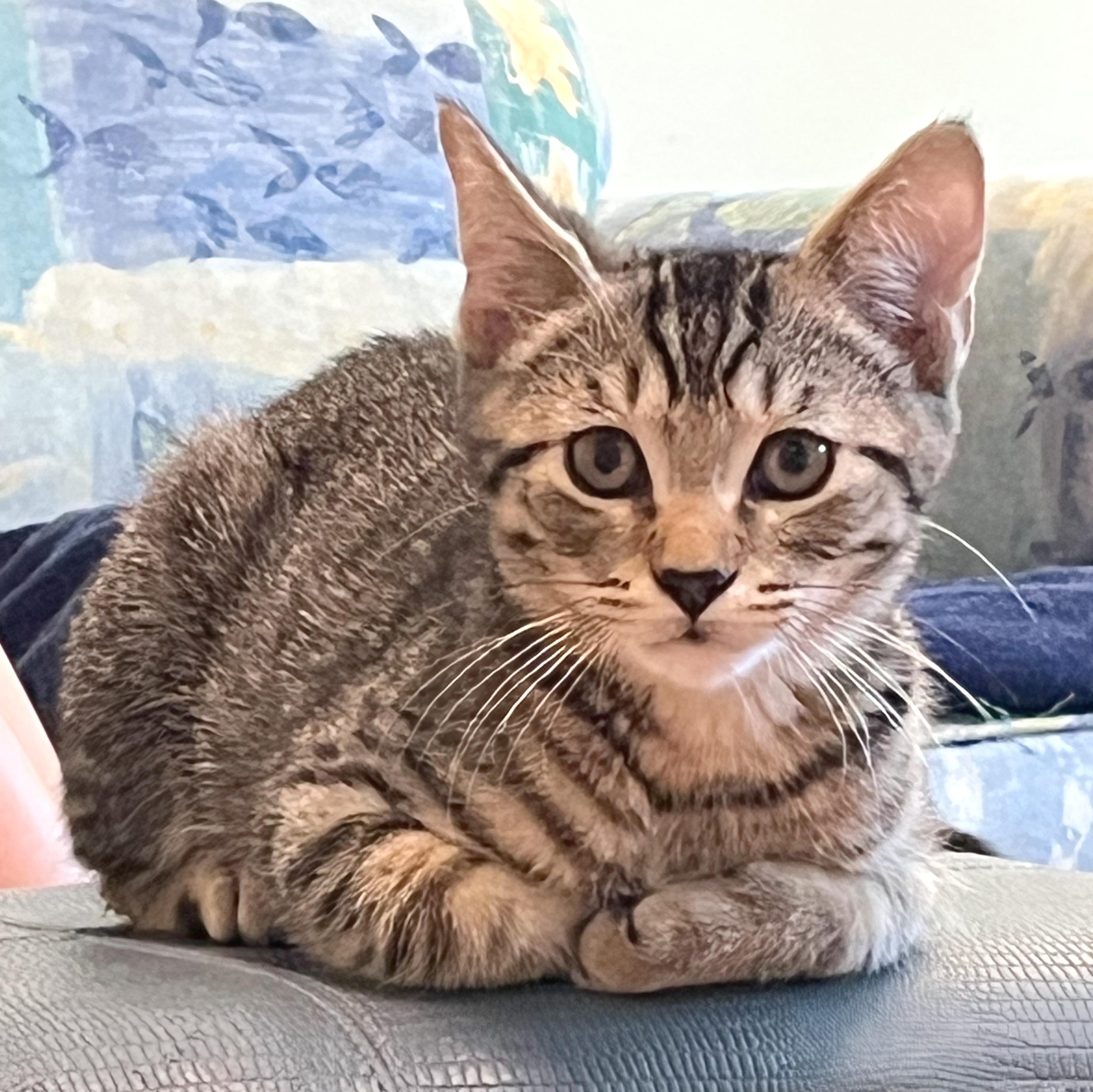 Rocky, ADOPTABLE, Kitten Male Tabby & Domestic Short Hair.