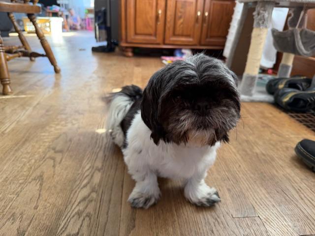 Enlarge Mishel. ADOPTED, a ADOPTABLE mixed breed in Union Grove, WI image 2/4
