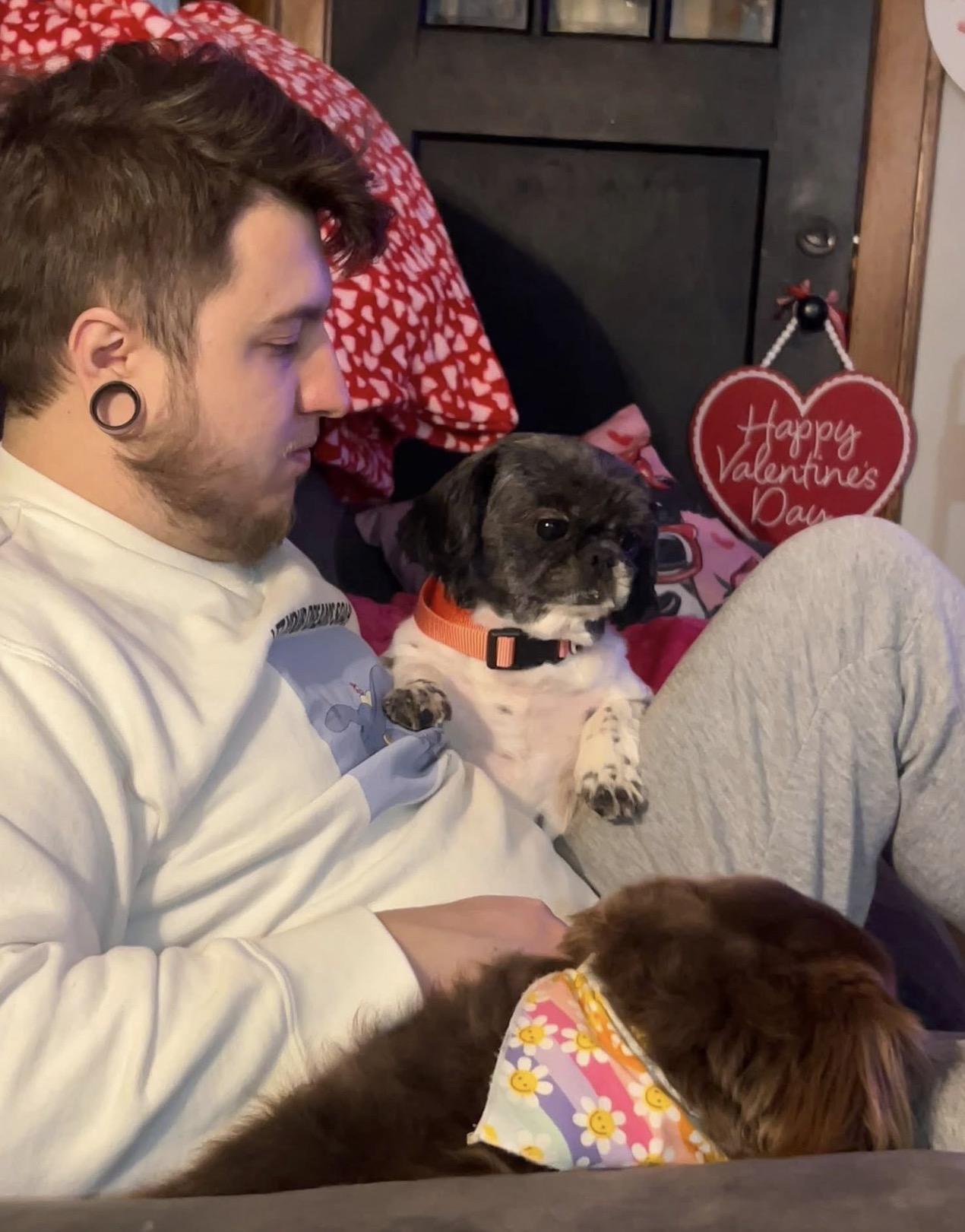 Enlarge Mishel. ADOPTED, a ADOPTABLE mixed breed in Union Grove, WI image 3/4