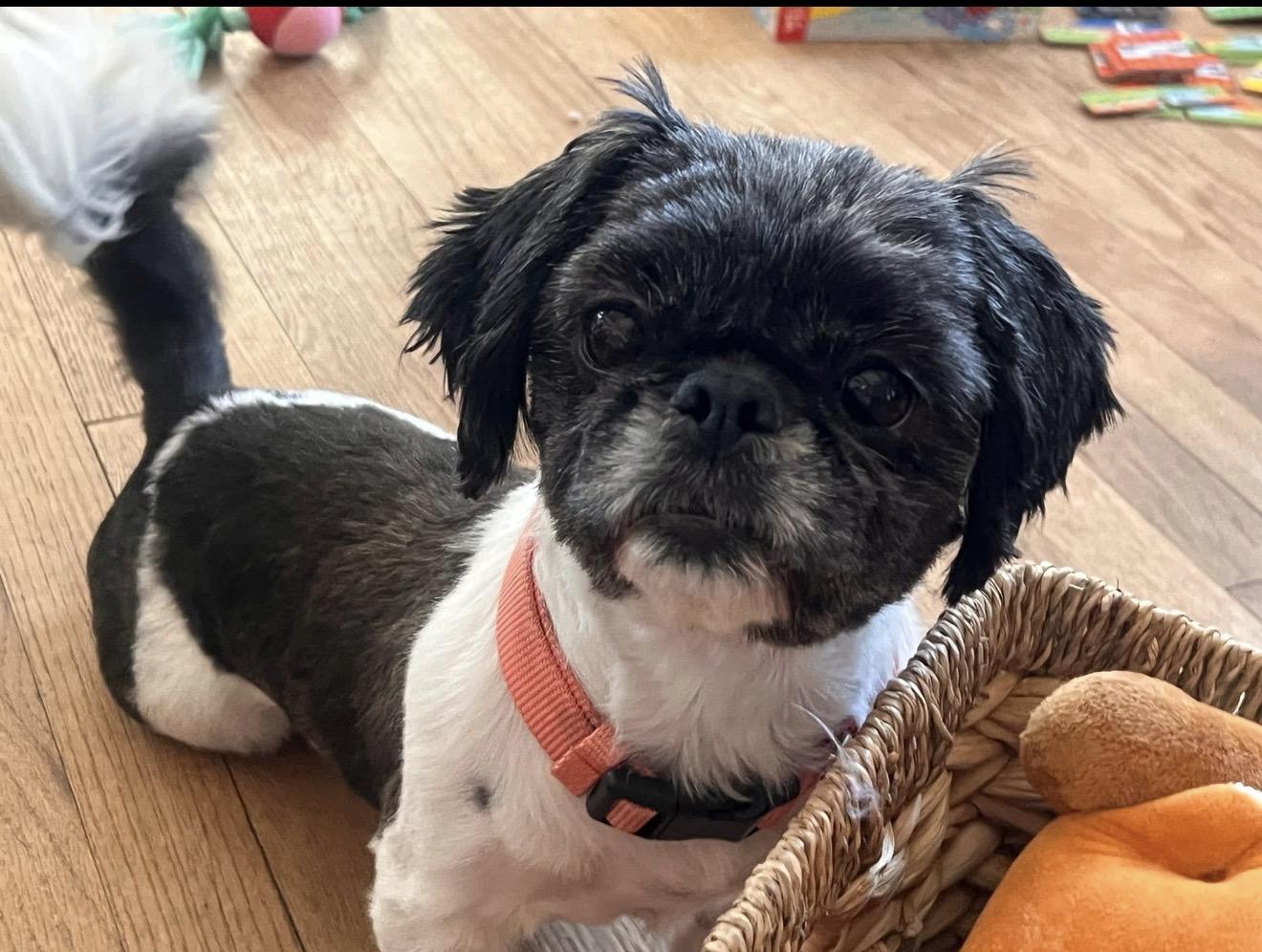 Enlarge Mishel. ADOPTED, a ADOPTABLE mixed breed in Union Grove, WI image 1/4