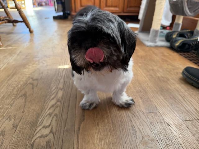 Enlarge Mishel. ADOPTED, a ADOPTABLE mixed breed in Union Grove, WI image 4/4
