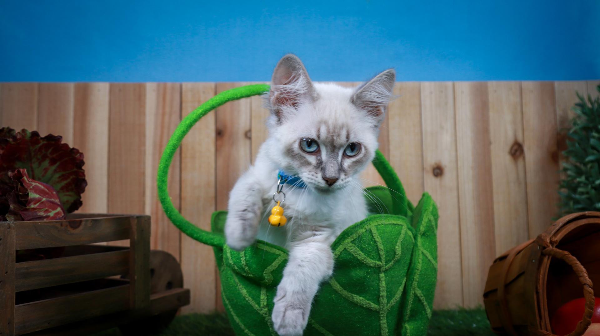 Enlarge Elizabeth-Taylor, an adopted mixed breed in Parker, TX image 4/5
