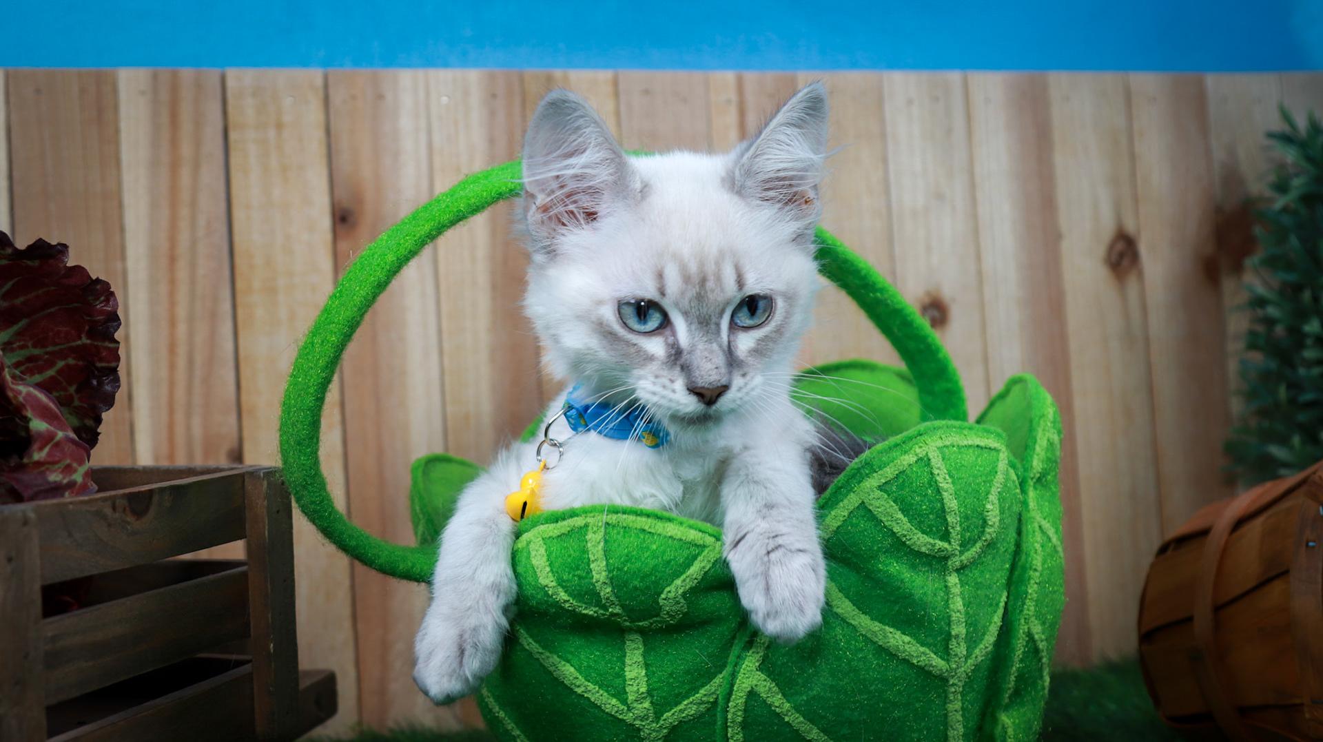 Elizabeth-Taylor, adopted, Kitten Female Siamese & Domestic Long Hair.