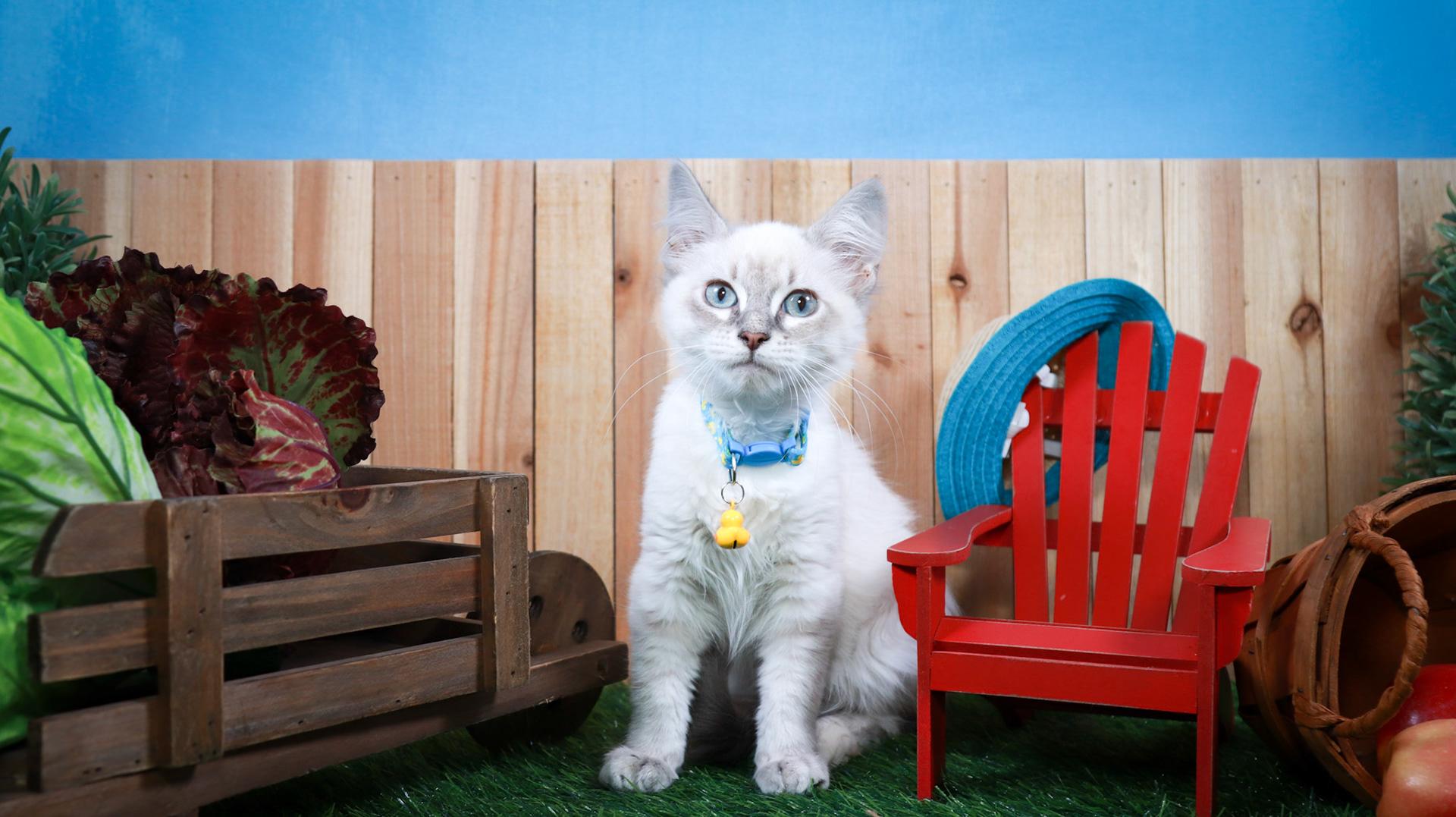 Enlarge Elizabeth-Taylor, an adopted mixed breed in Parker, TX image 3/5