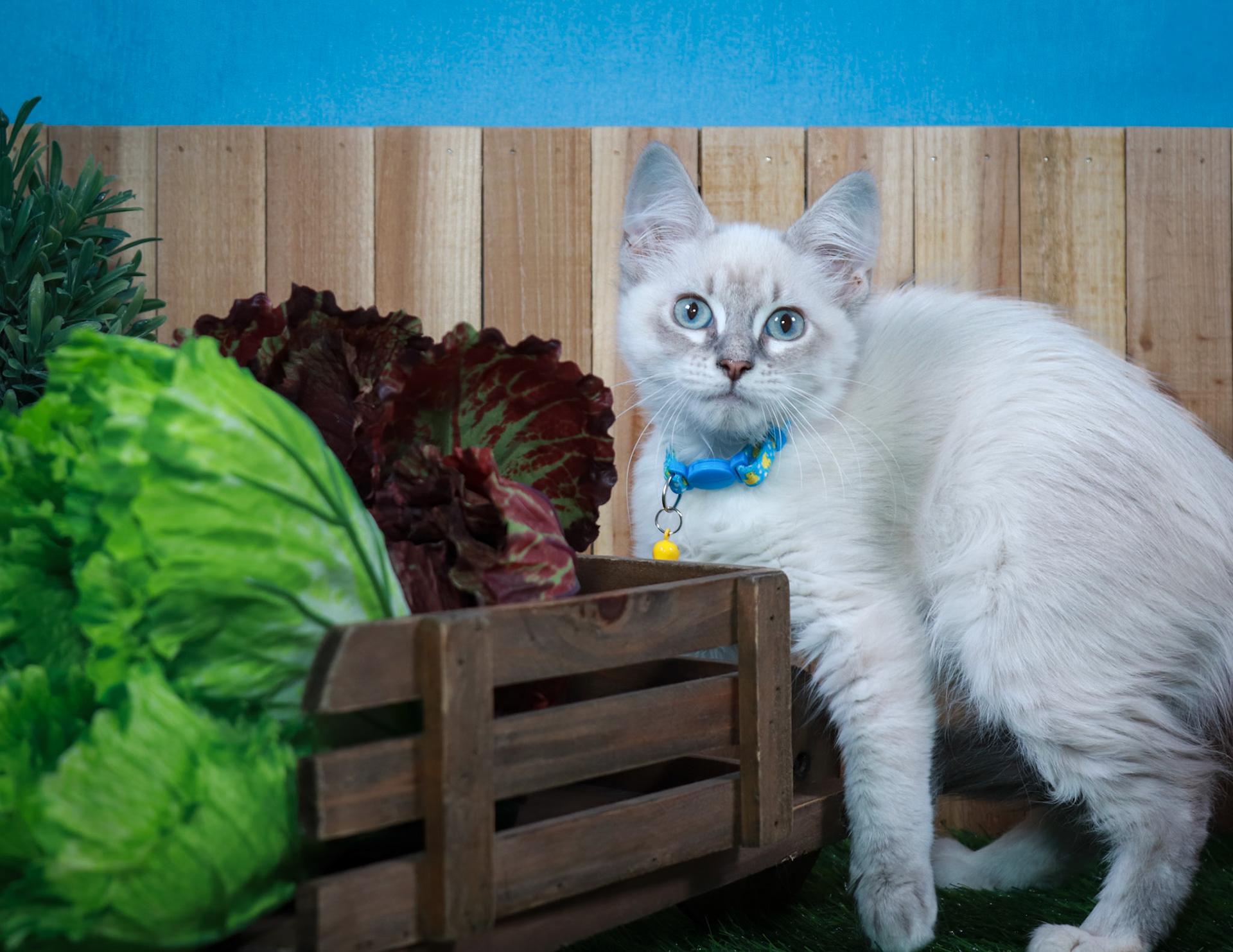 Enlarge Elizabeth-Taylor, an adopted mixed breed in Parker, TX image 2/5