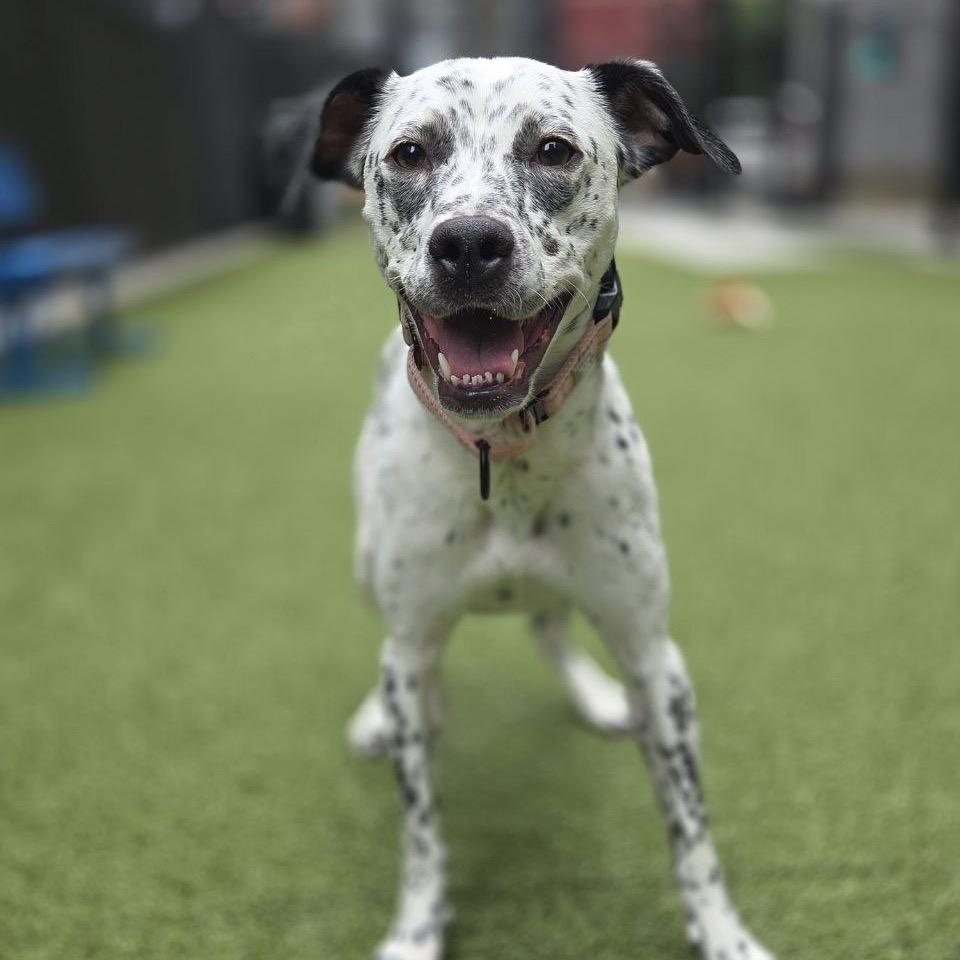 Willow, a Adoptable Mixed Breed in Westhampton, NY image 3/6