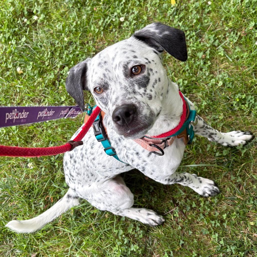 Willow, a Adoptable Mixed Breed in Westhampton, NY image 6/6