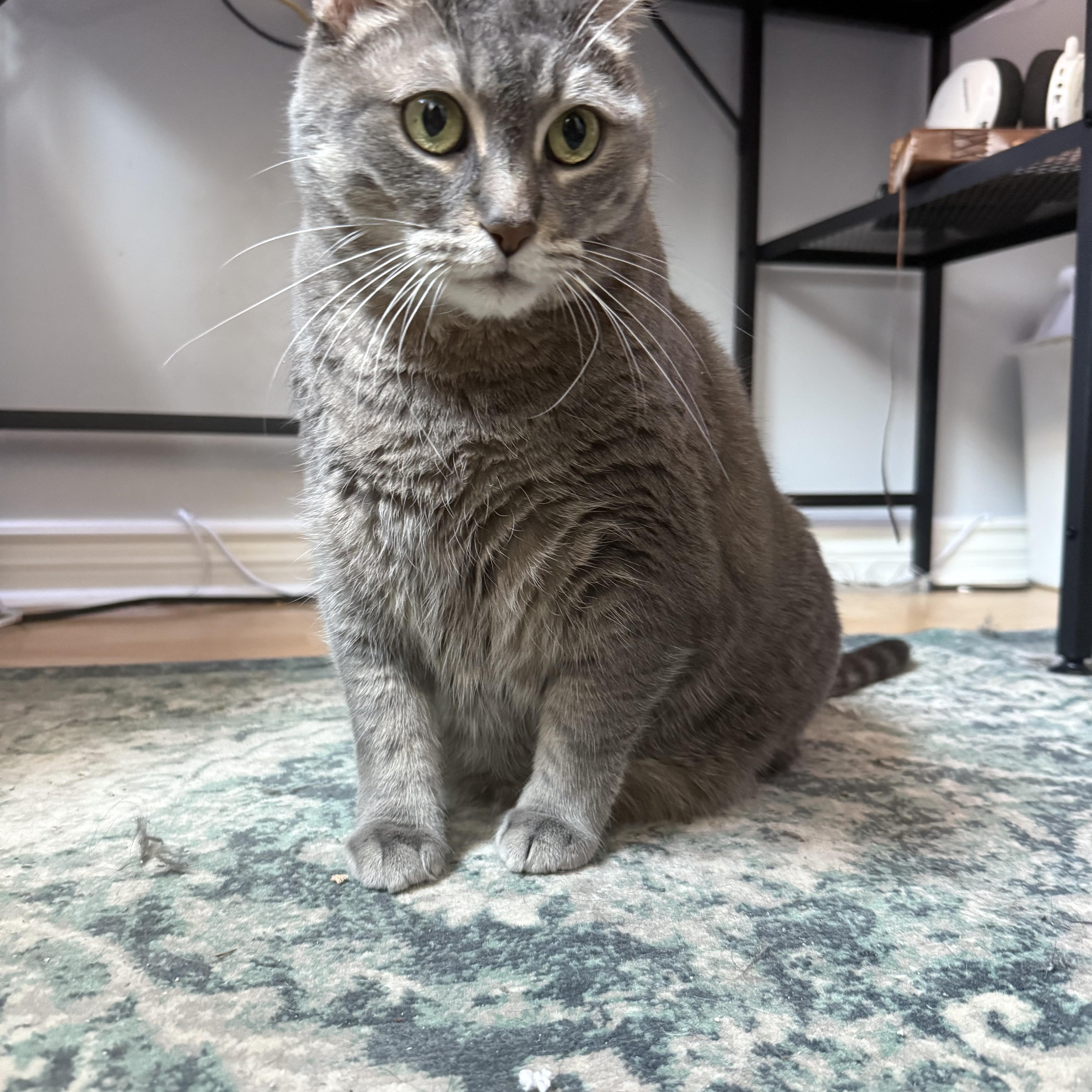 Muffin (diabetic, solo kitty)