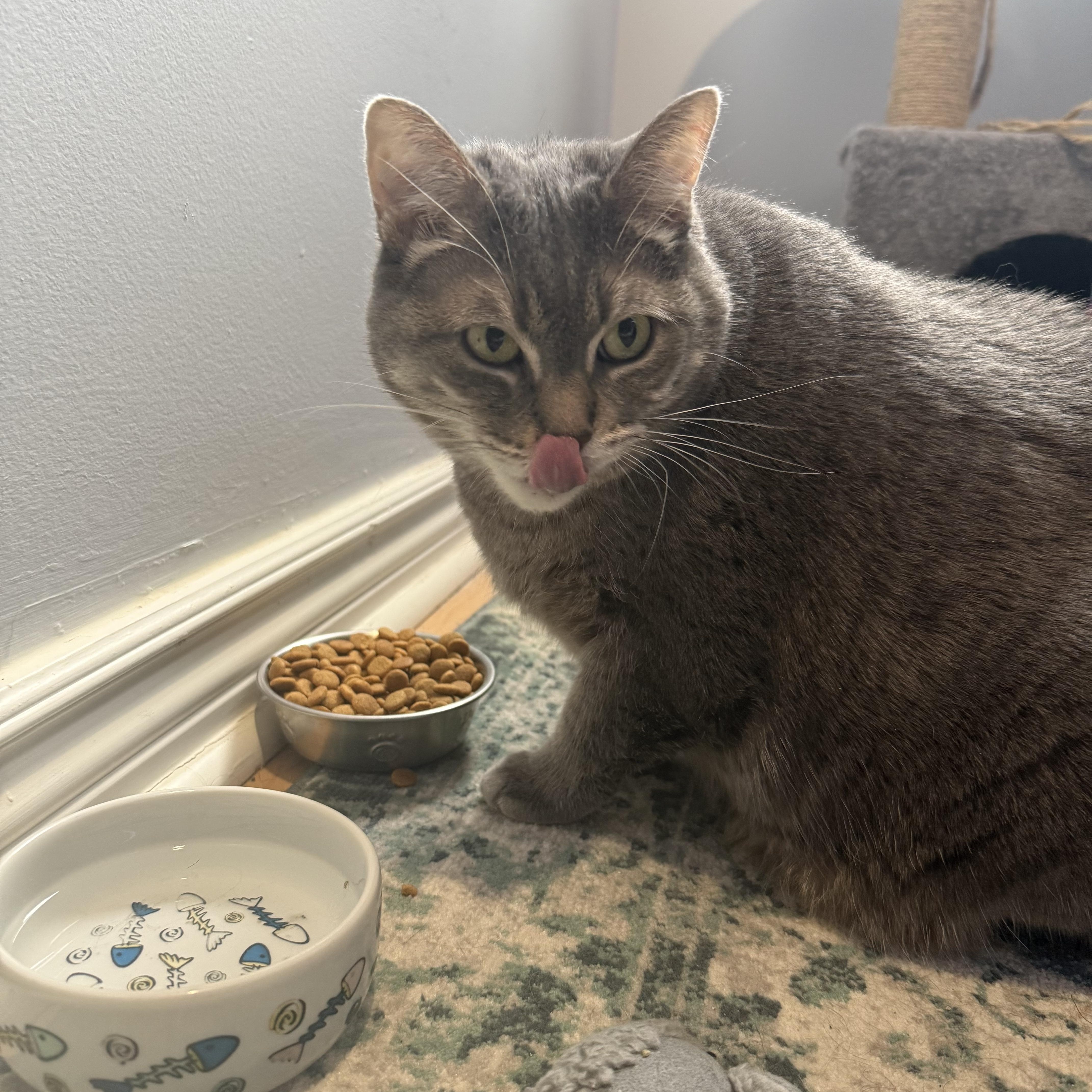 Enlarge Muffin (diabetic, solo kitty), a ADOPTABLE Domestic Short Hair in Toronto, ON image 3/6