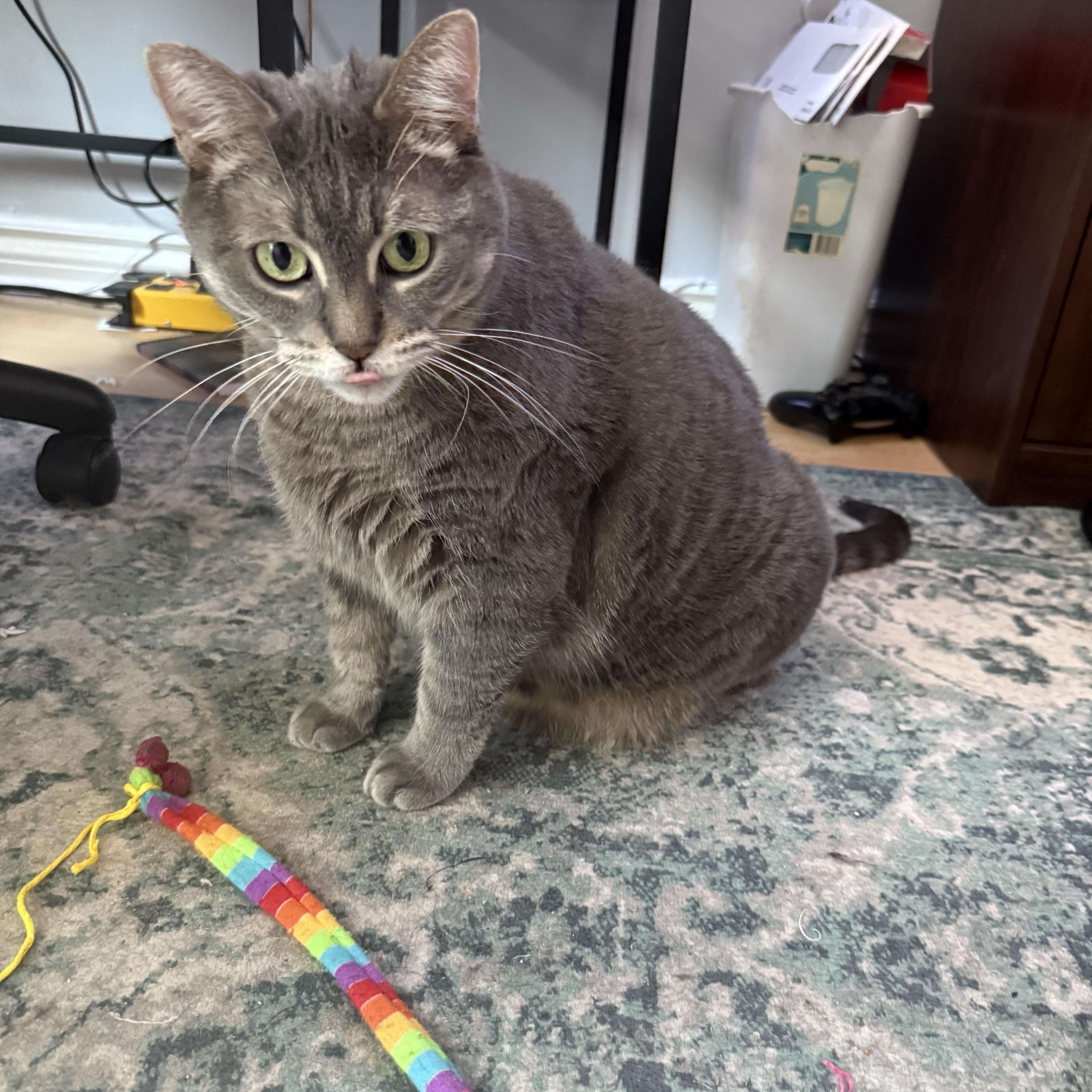 Muffin (diabetic), ADOPTABLE, Senior Female Domestic Short Hair.