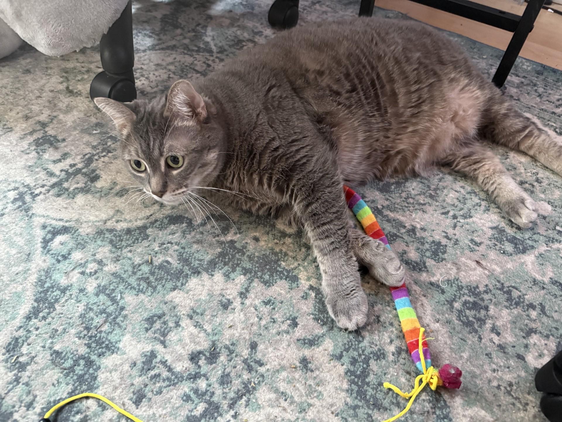 Enlarge Muffin (diabetic, solo kitty), a ADOPTABLE Domestic Short Hair in Toronto, ON image 5/6