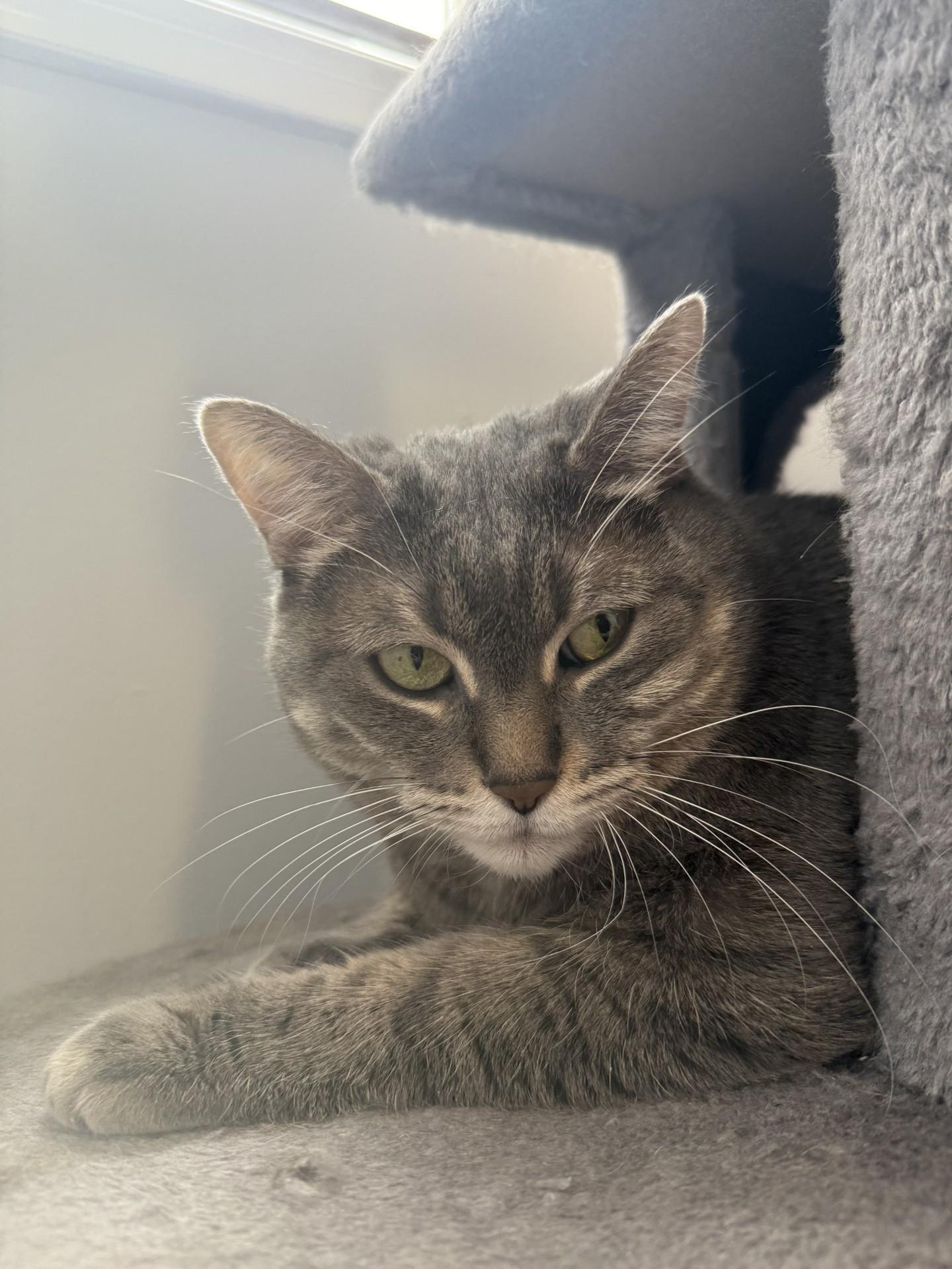 Enlarge Muffin (diabetic, solo kitty), a ADOPTABLE Domestic Short Hair in Toronto, ON image 2/6