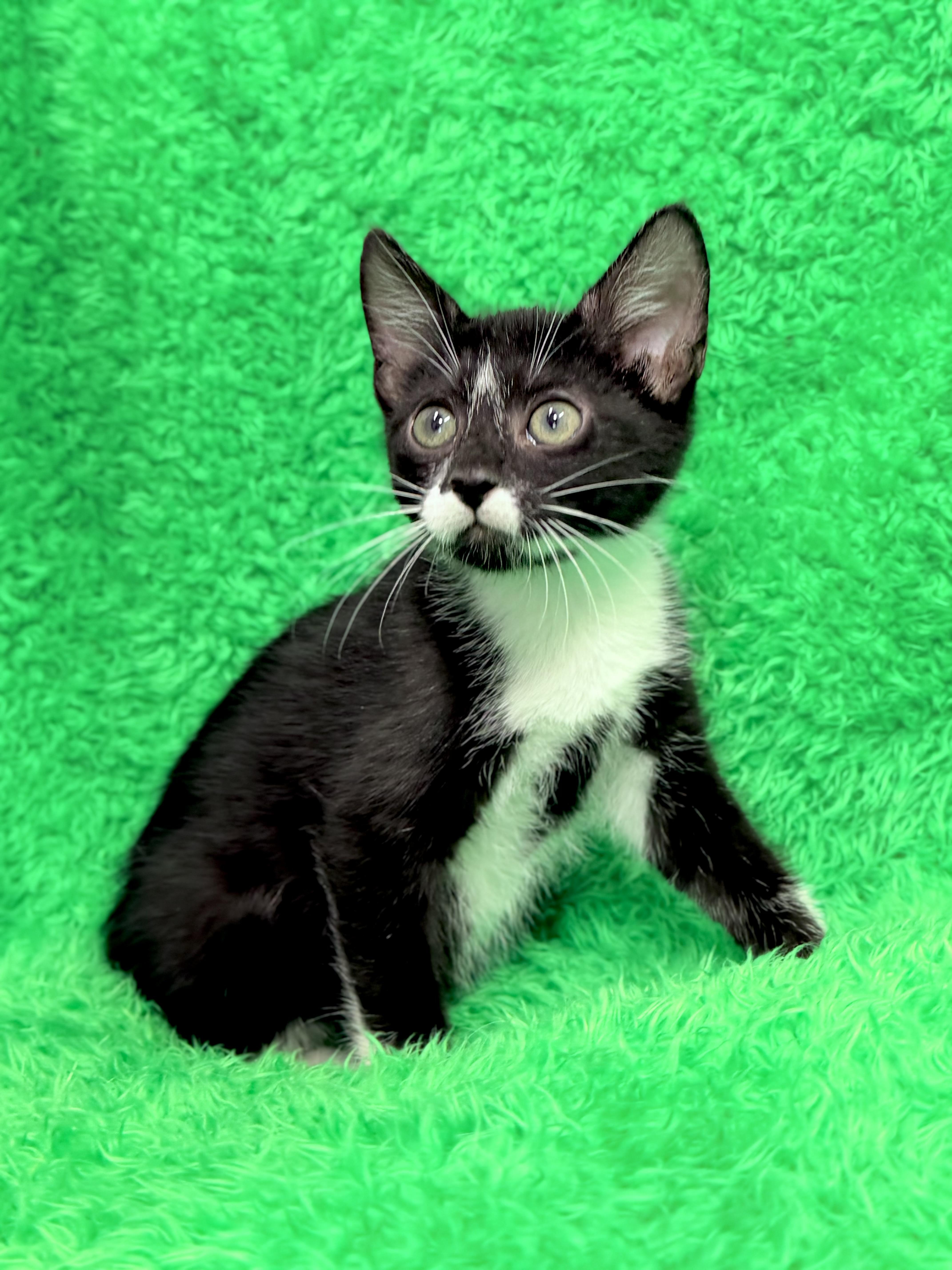 Arrow, an adopted Tuxedo in Horseshoe Bend, AR image 6/6
