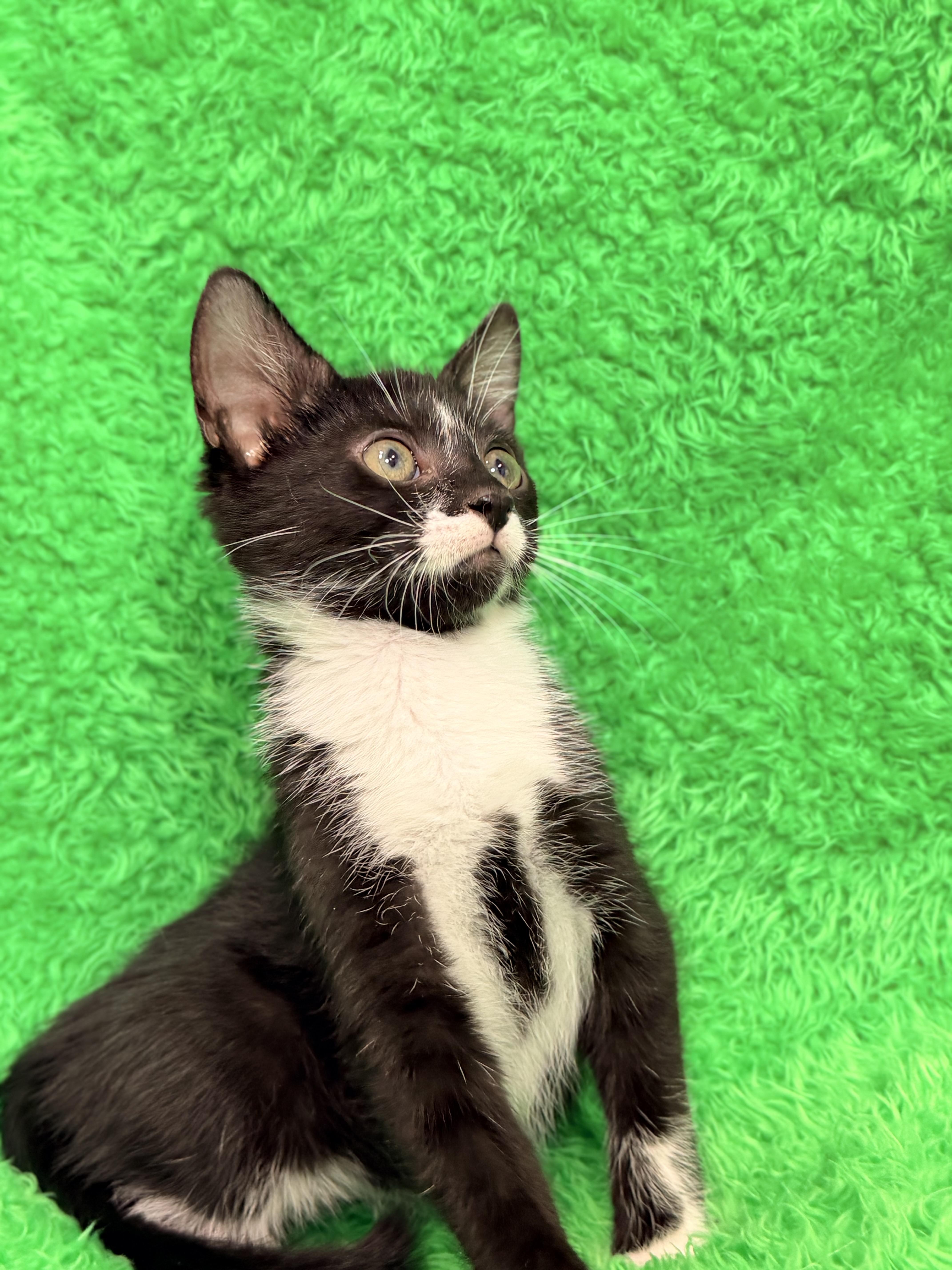 Arrow, an adopted Tuxedo in Horseshoe Bend, AR image 4/6