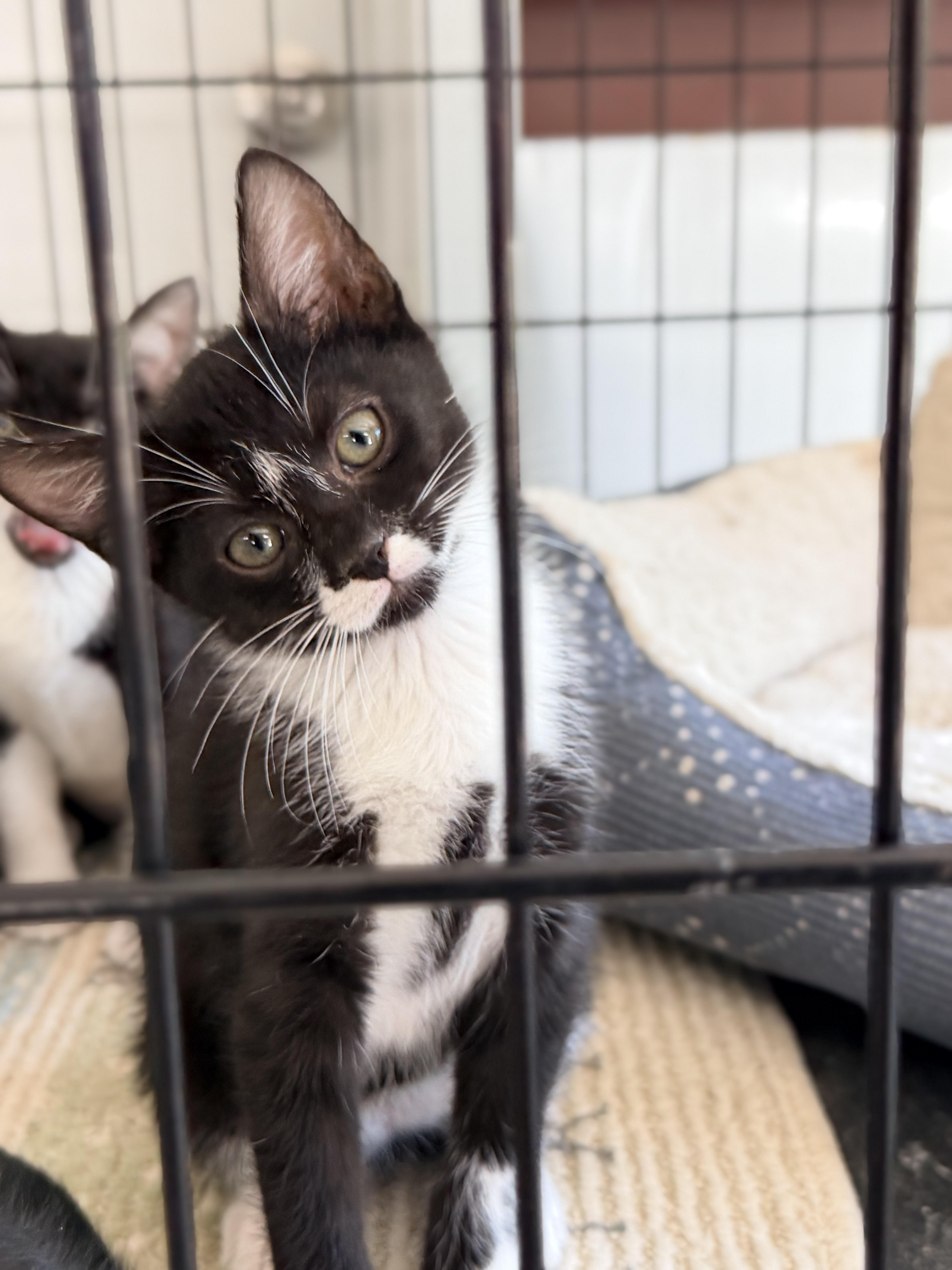 Arrow, an adopted Tuxedo in Horseshoe Bend, AR image 1/6