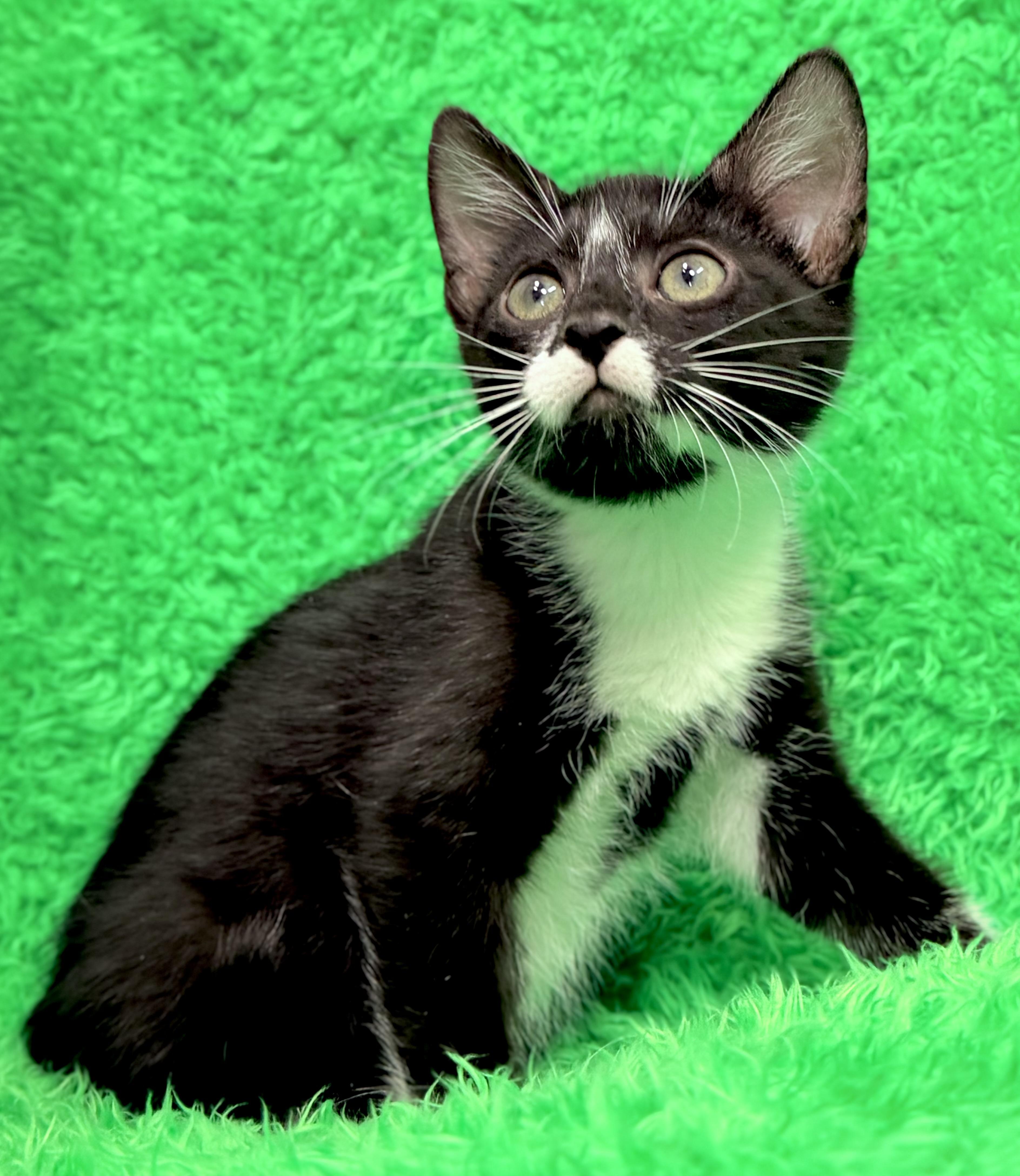 Arrow, an adopted Tuxedo in Horseshoe Bend, AR image 3/6