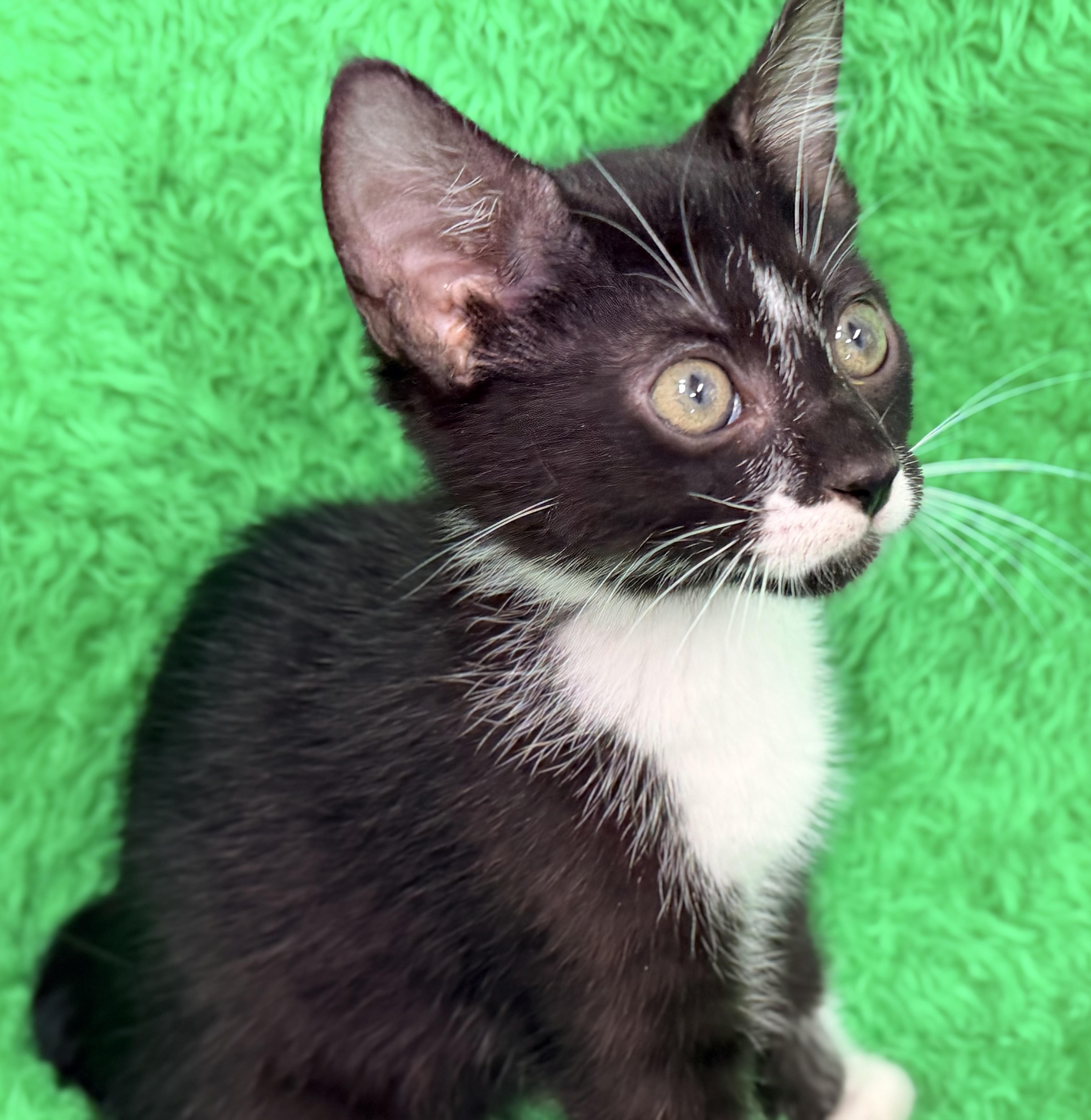 Arrow, an adopted Tuxedo in Horseshoe Bend, AR image 5/6