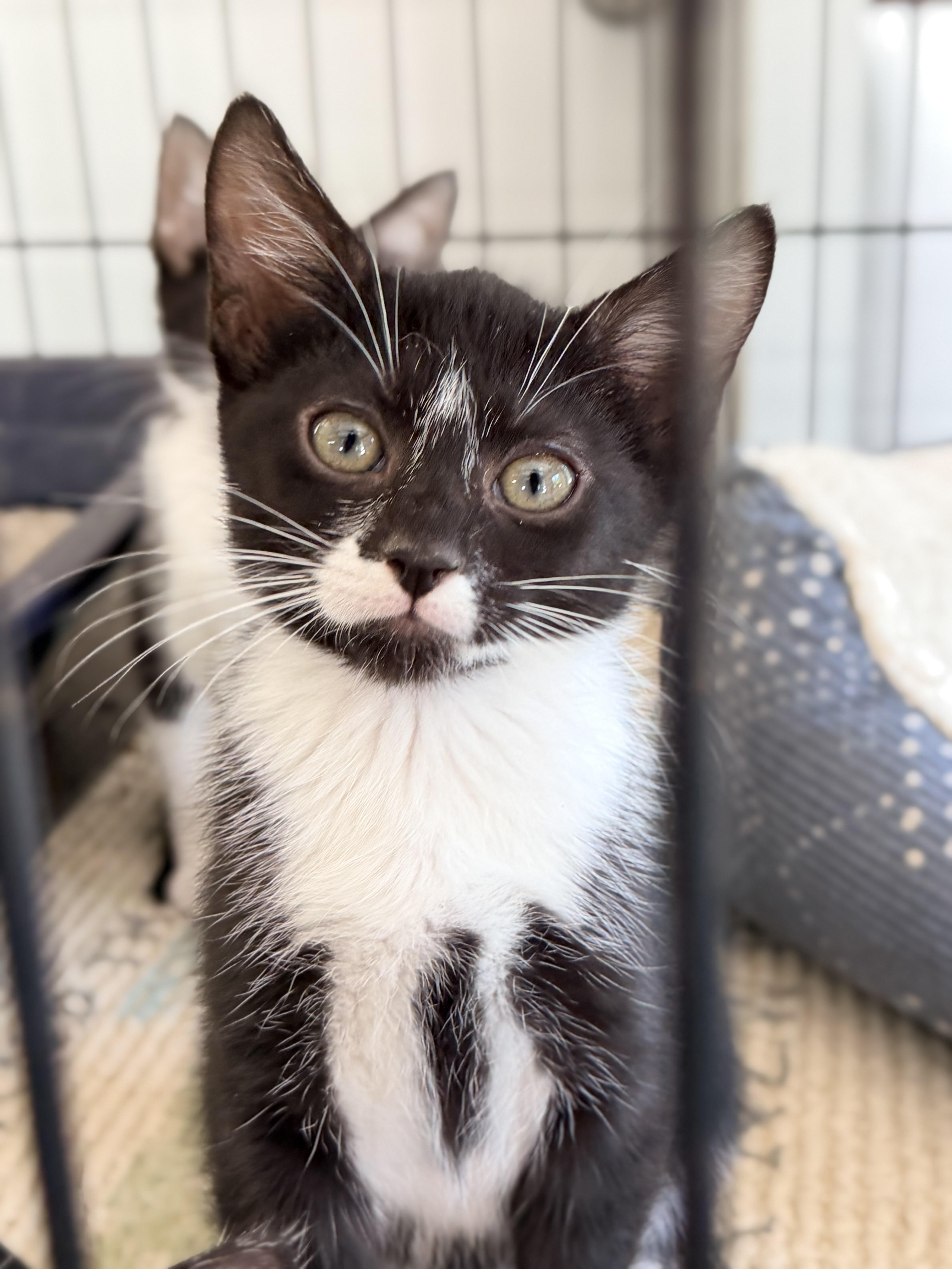 Arrow, an adopted Tuxedo in Horseshoe Bend, AR image 2/6