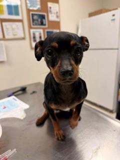 Minnie, Adoptable, Adult Female Miniature Pinscher.