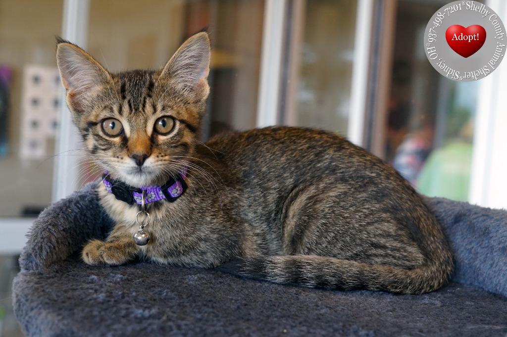 Gillian, Adoptable, Kitten Female Domestic Short Hair.