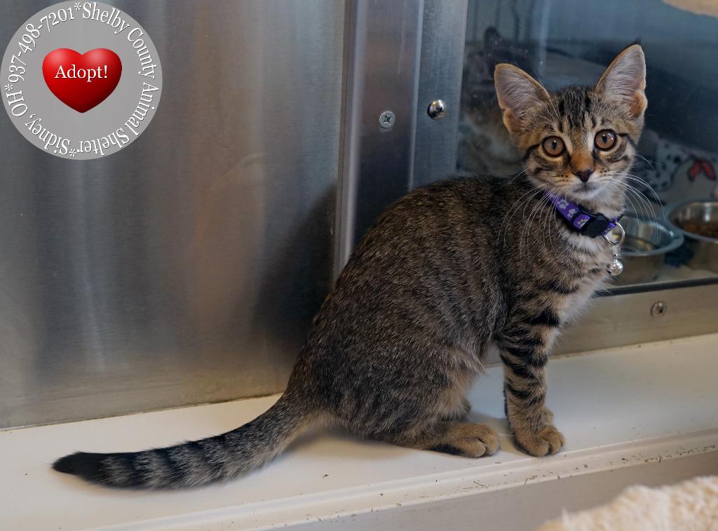 Enlarge Gillian, a Adoptable mixed breed in Sidney, OH image 3/6