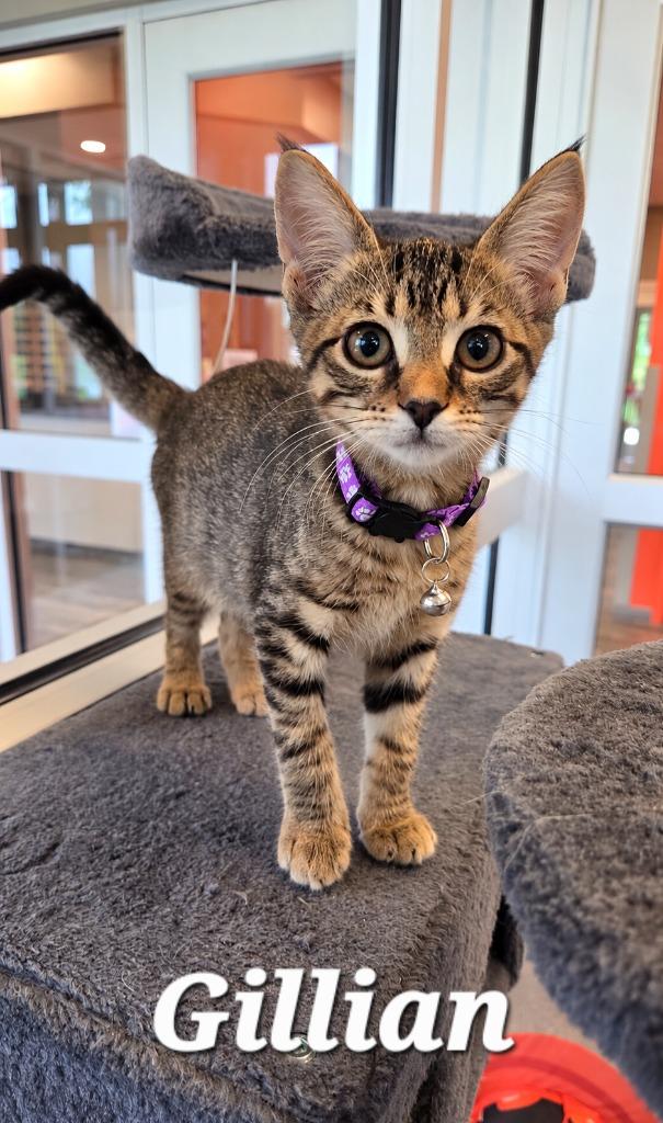 Enlarge Gillian, a Adoptable mixed breed in Sidney, OH image 4/6