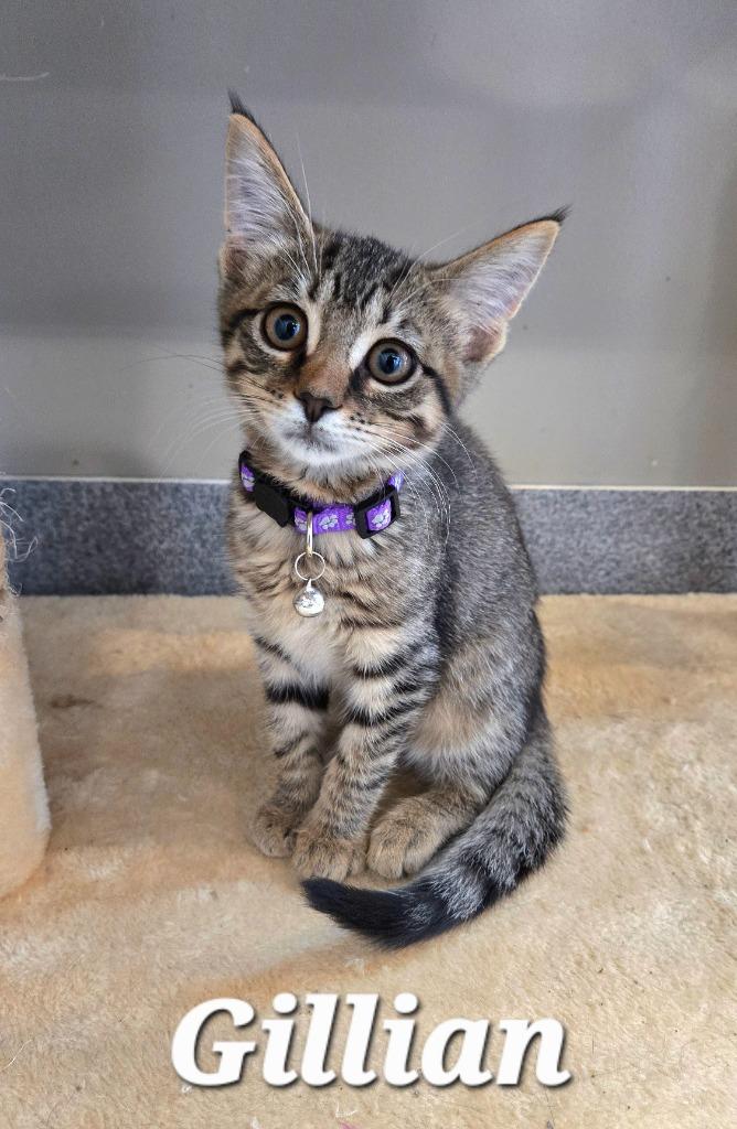 Enlarge Gillian, a Adoptable mixed breed in Sidney, OH image 5/6