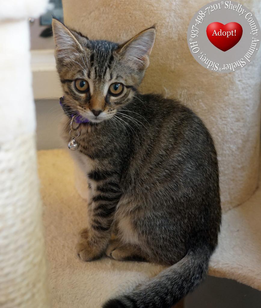 Enlarge Gillian, a Adoptable mixed breed in Sidney, OH image 6/6