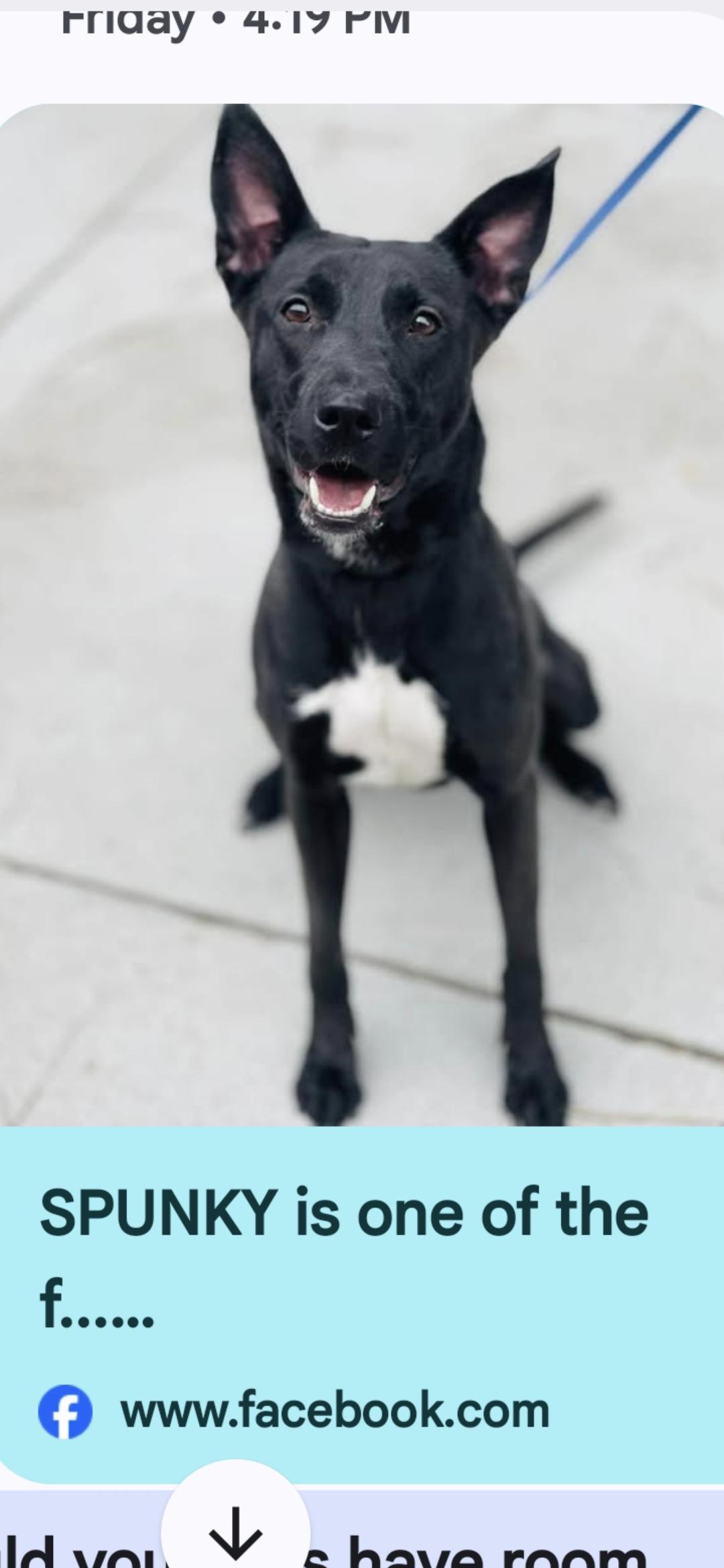 Enlarge Spunky, a Adoptable mixed breed in Nyack, NY image 1/1