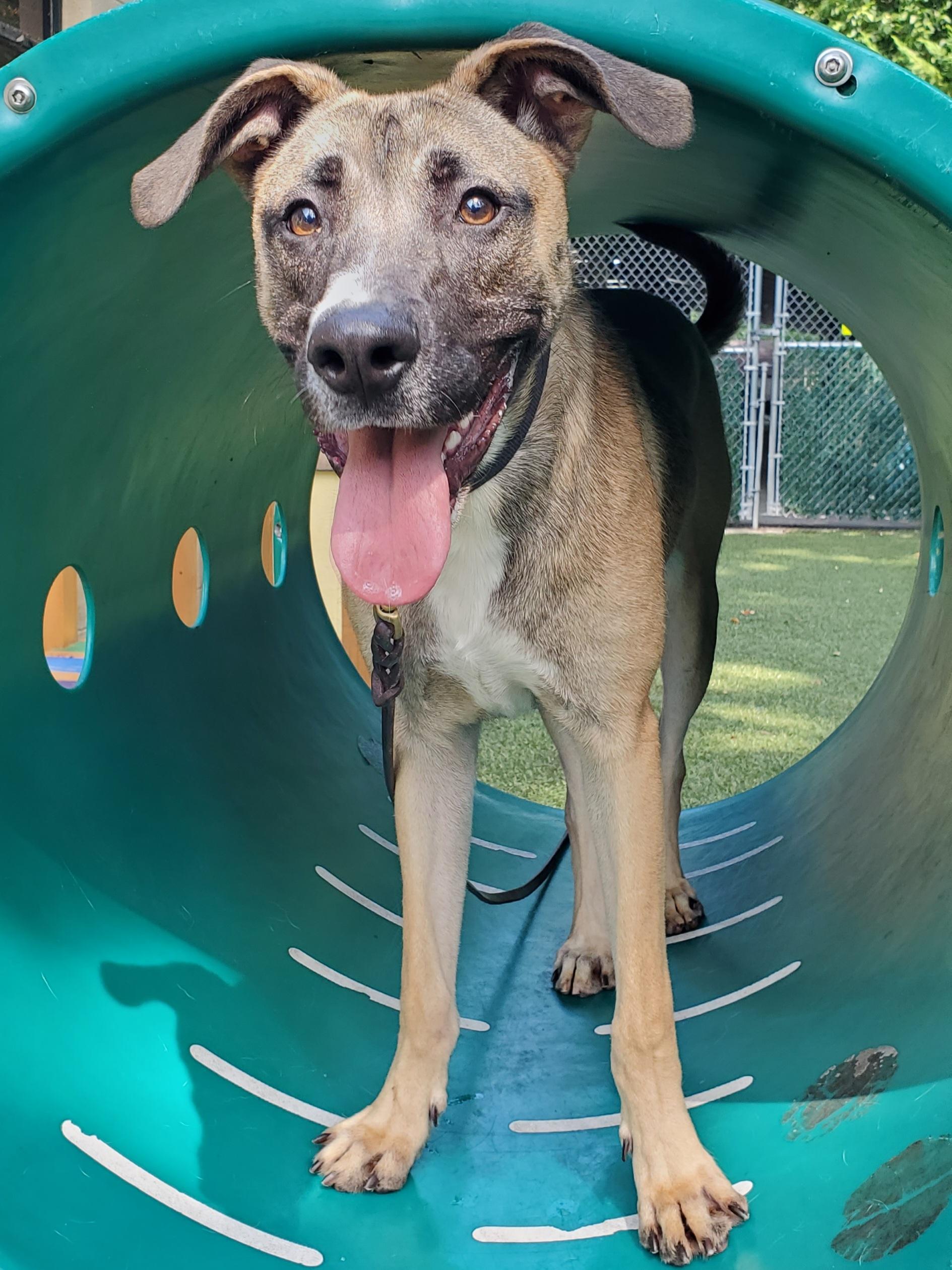 Buckley, Adoptable, Young Male Anatolian Shepherd & German Shepherd Dog.