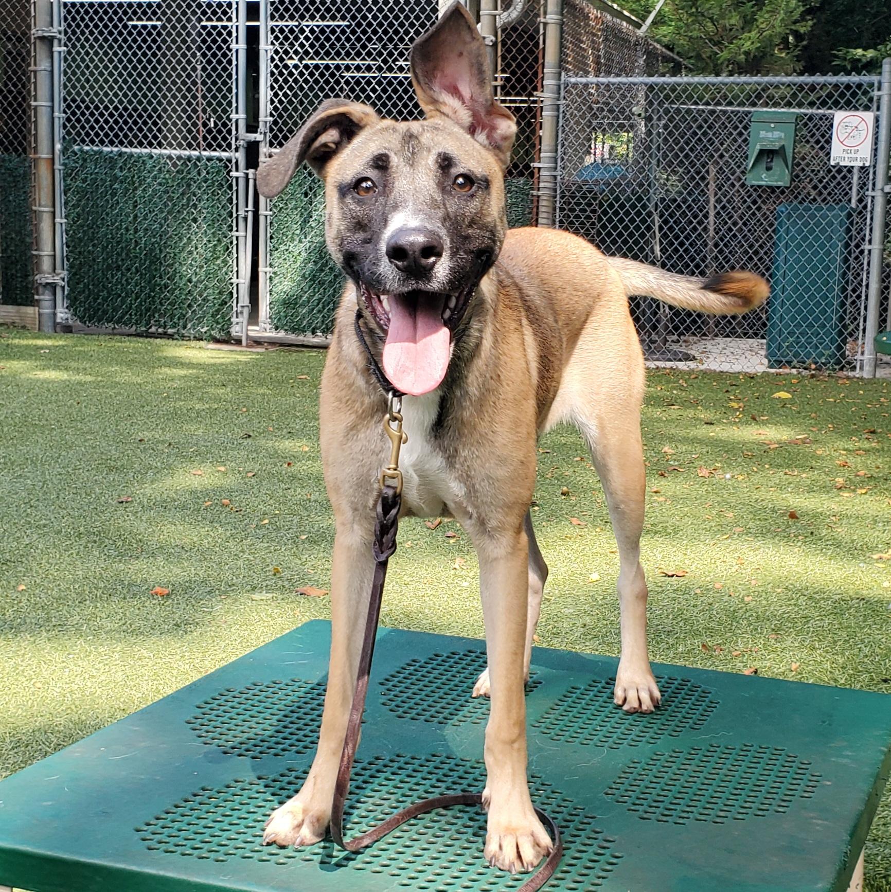 Enlarge Buckley, a Adoptable mixed breed in Port Washington, NY image 2/4
