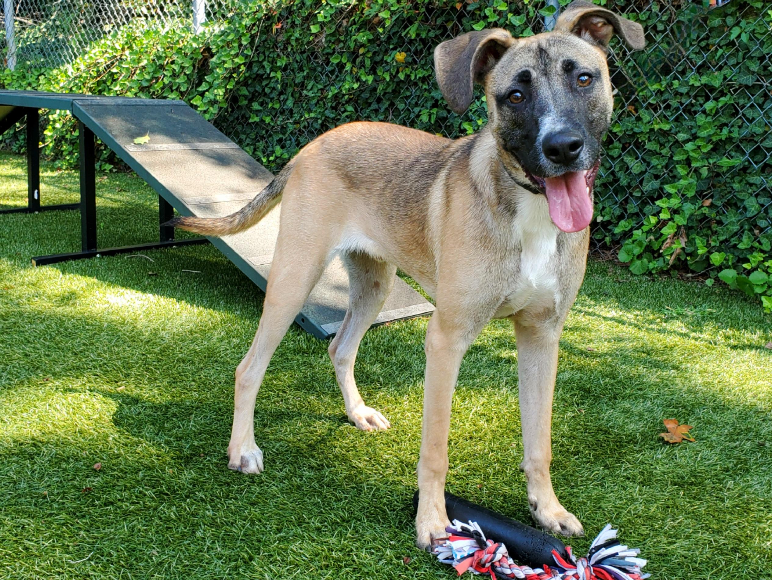 Enlarge Buckley, a Adoptable mixed breed in Port Washington, NY image 3/4