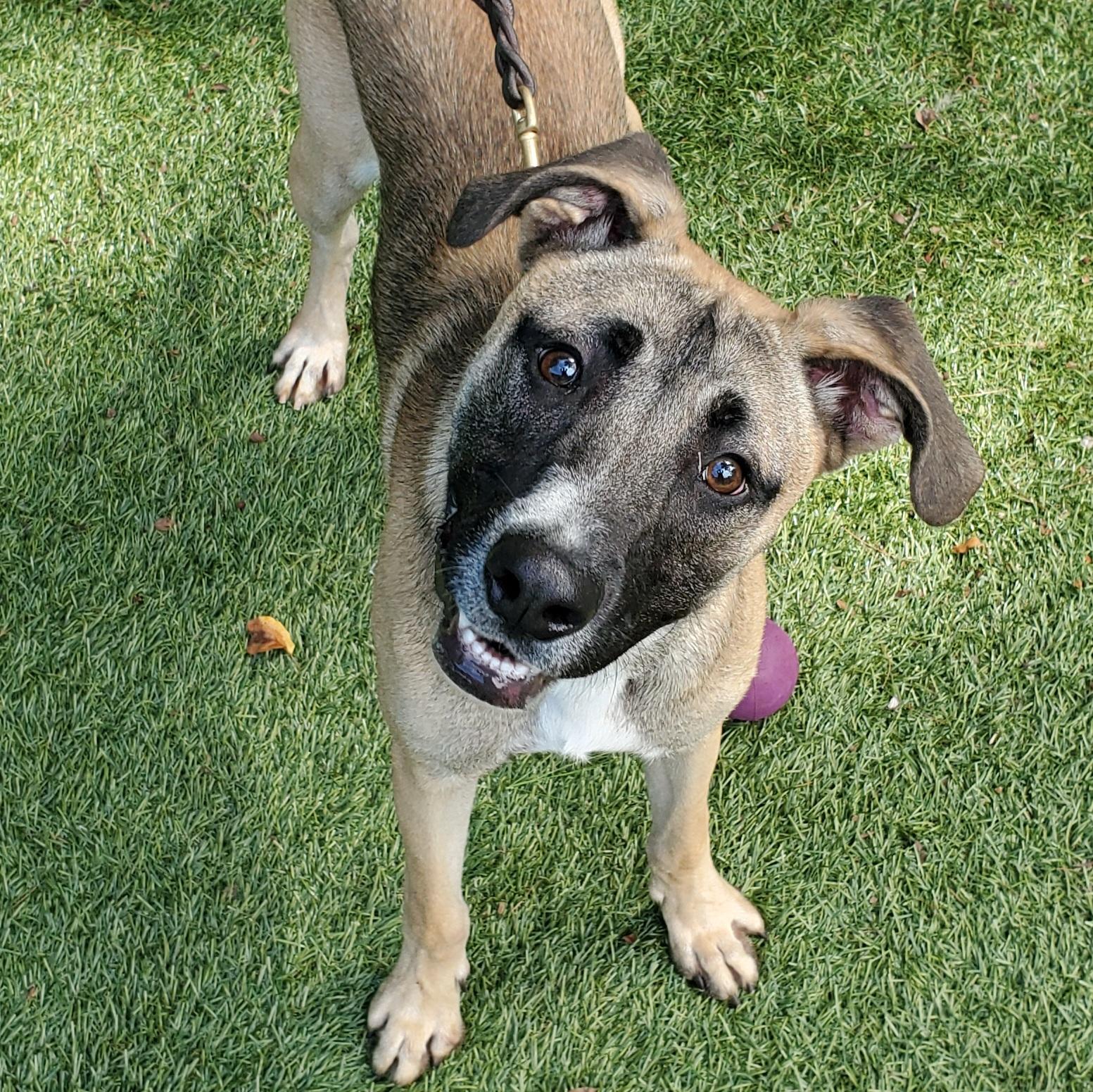 Enlarge Buckley, a Adoptable mixed breed in Port Washington, NY image 4/4