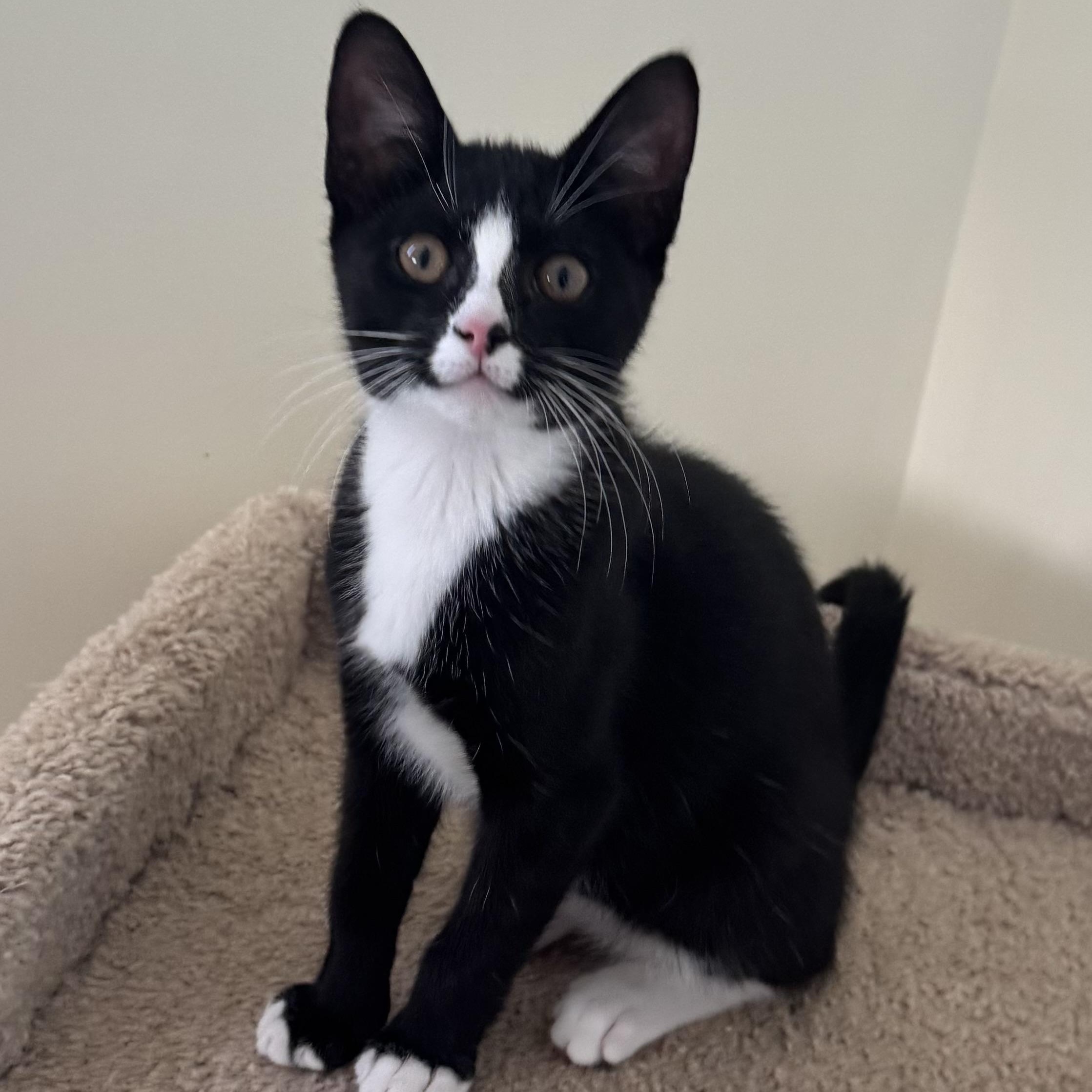 Enlarge Cupcake, an adoptable Tuxedo in East Northport, NY image 4/4