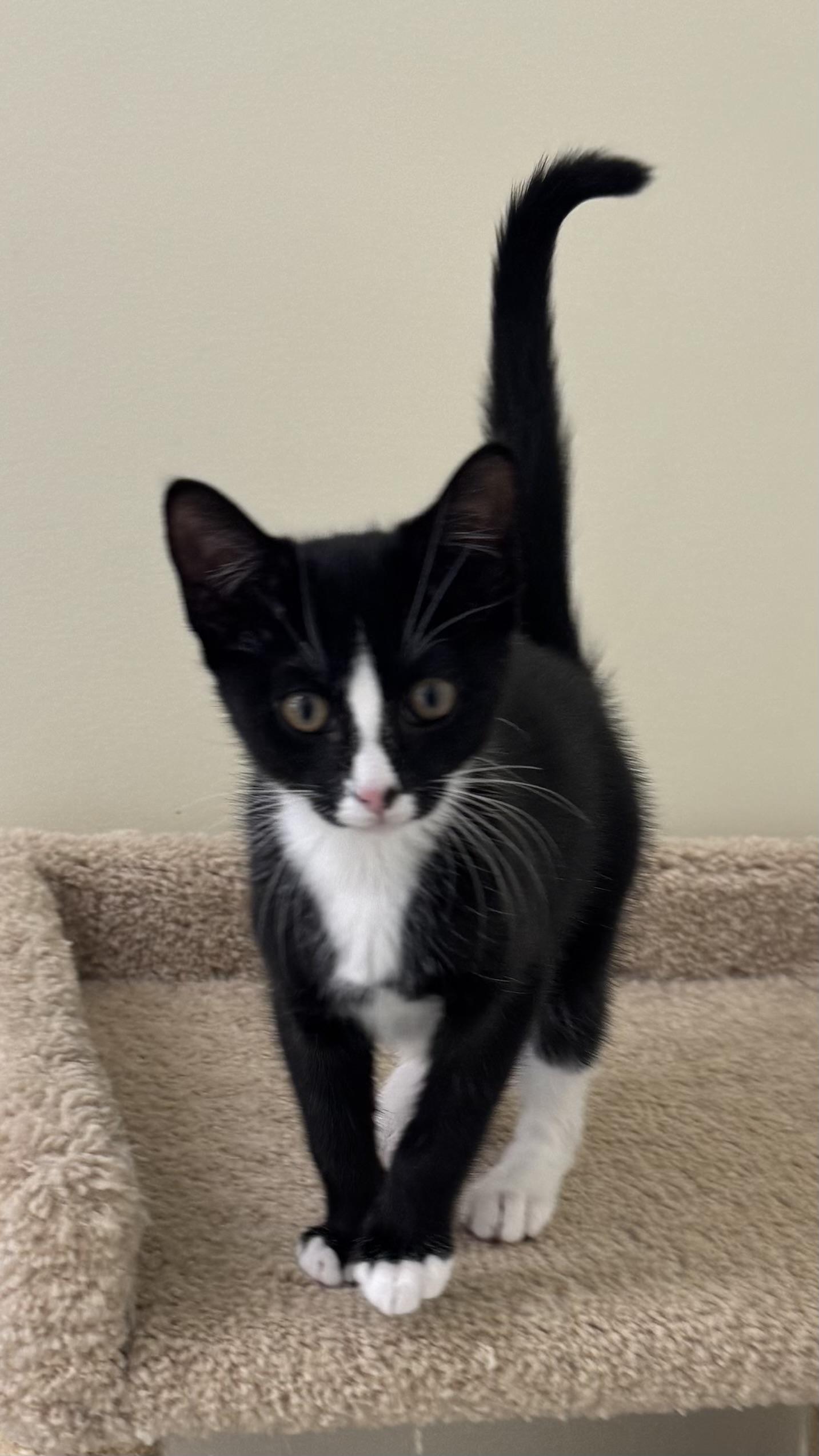 Cupcake, adoptable, Kitten Male Tuxedo.