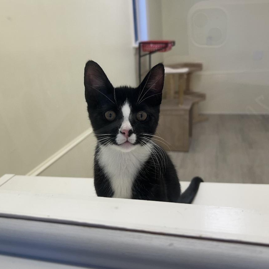 Enlarge Cupcake, an adoptable Tuxedo in East Northport, NY image 2/4