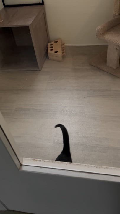 Enlarge Cupcake, an adoptable Tuxedo in East Northport, NY video 3/4