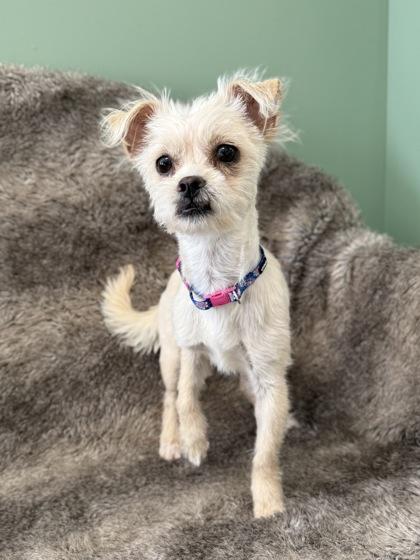 Enlarge Estrella , an adopted mixed breed in Eagle, CO image 2/3