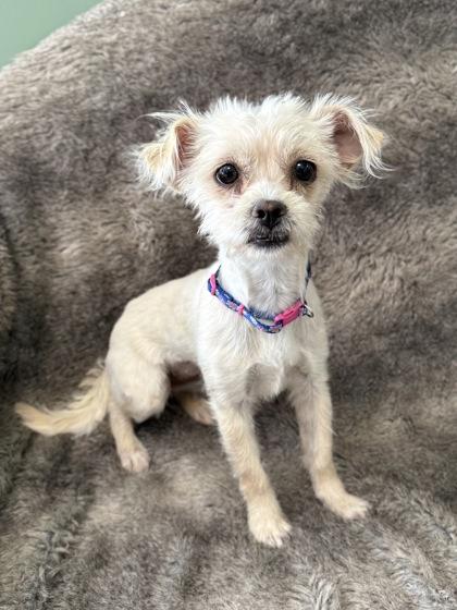 Enlarge Estrella , an adopted mixed breed in Eagle, CO image 1/3