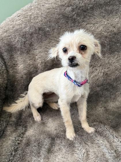 Enlarge Estrella , an adopted mixed breed in Eagle, CO image 3/3