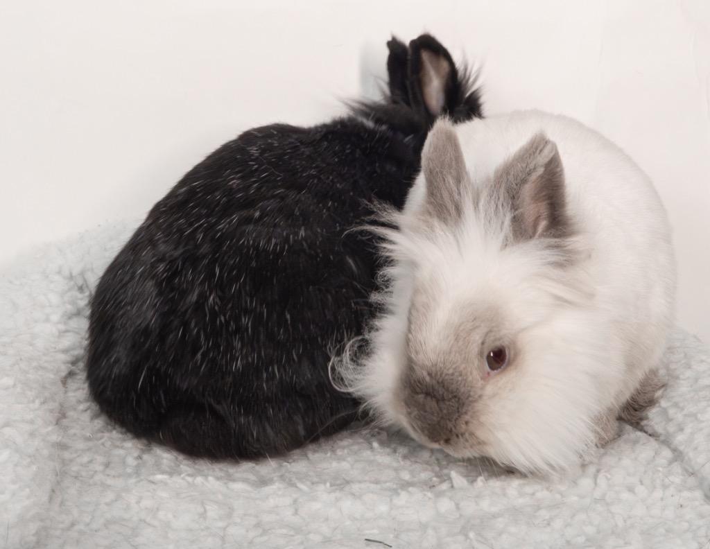 Enlarge Wednesday / Pugsley, a Adoptable Lionhead in San Francisco, CA image 1/6
