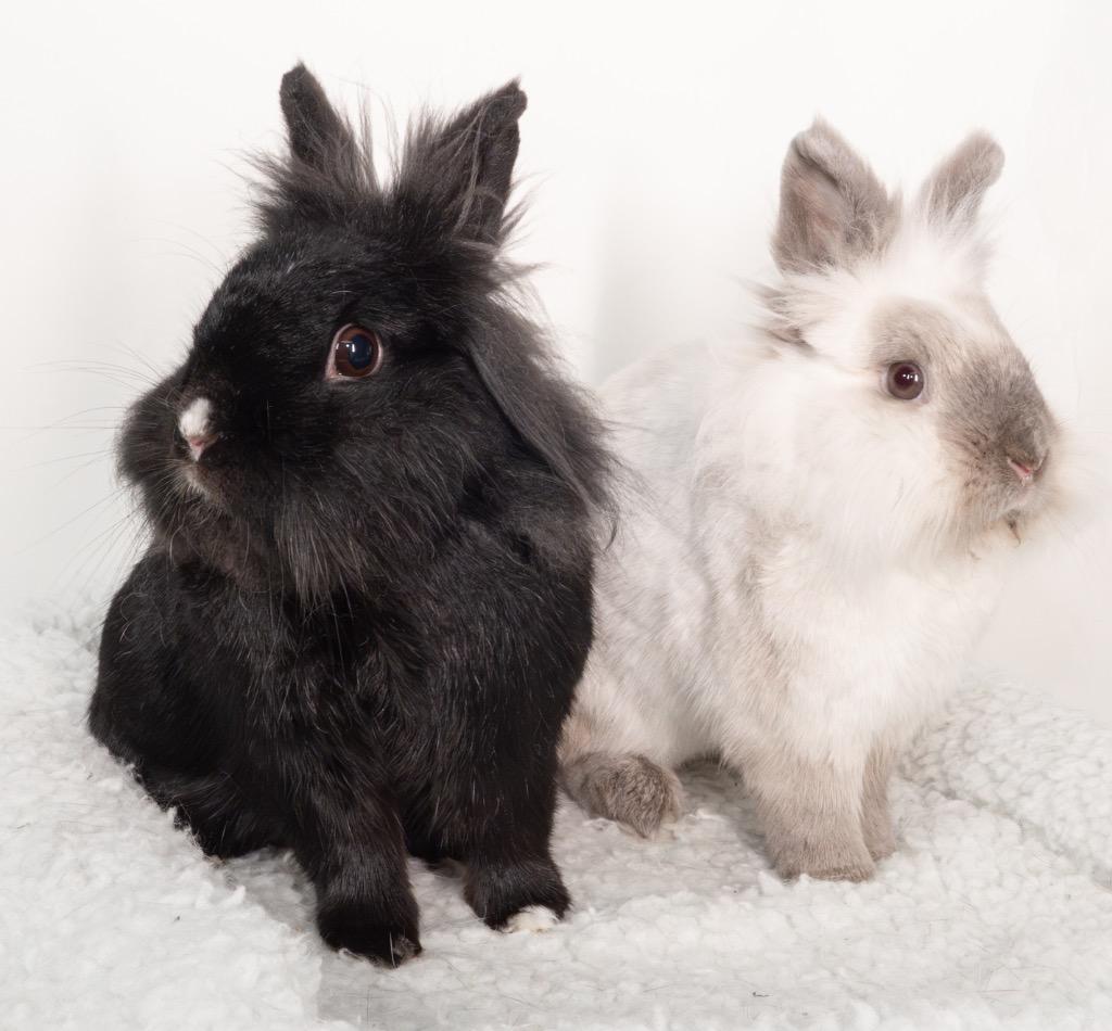 Enlarge Wednesday / Pugsley, a Adoptable Lionhead in San Francisco, CA image 2/6